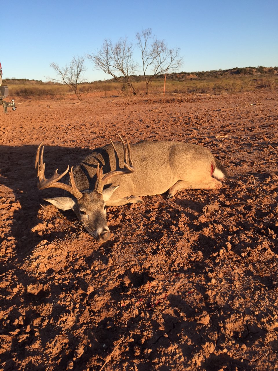 deer on Rancho Dos Arroyos