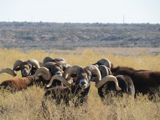 animals in the field