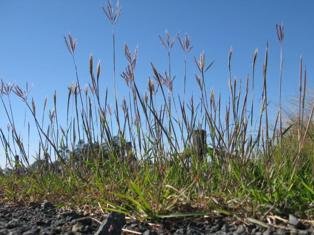 bluestem