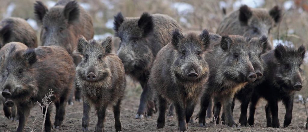 Wild Pigs