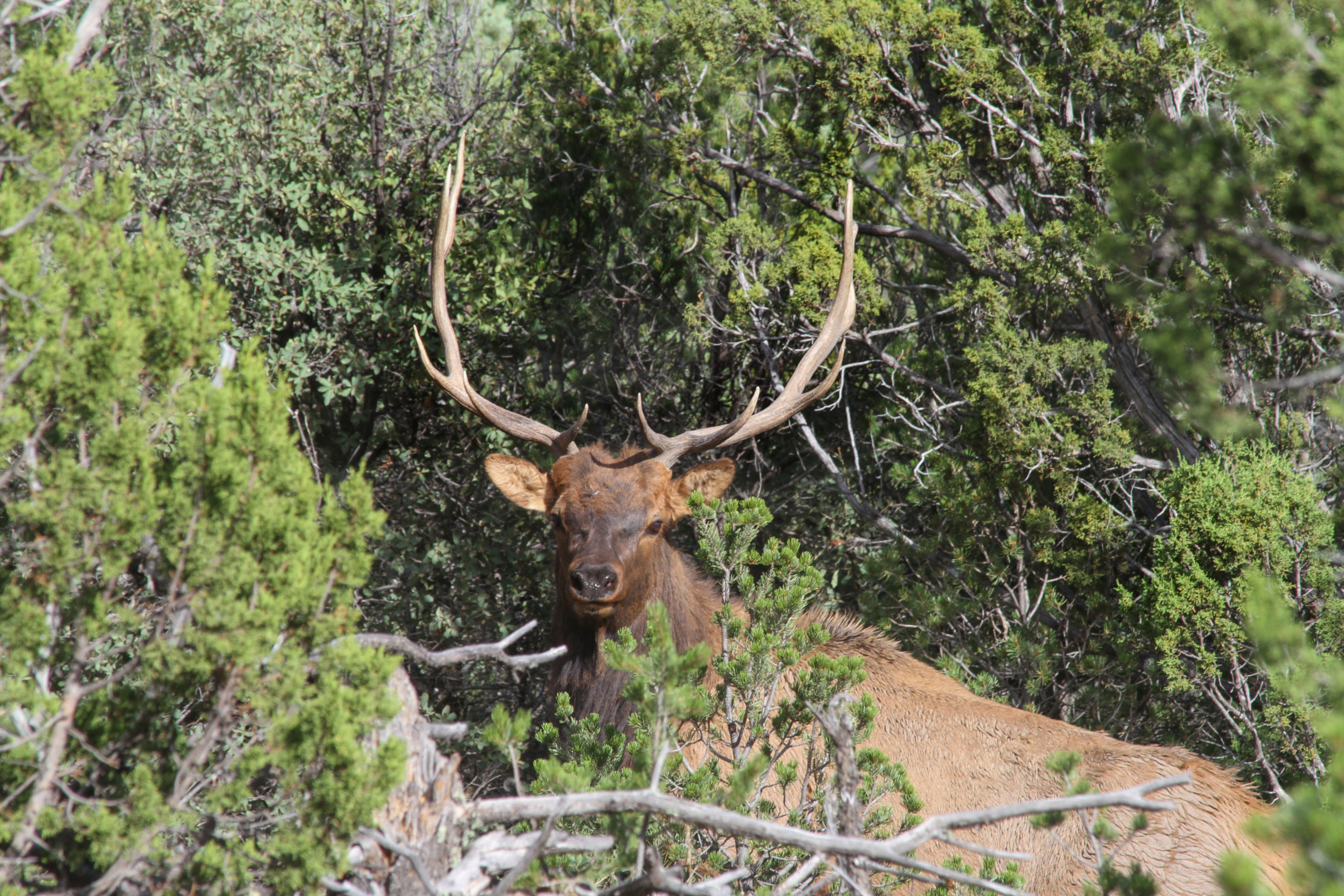 elk in the trees