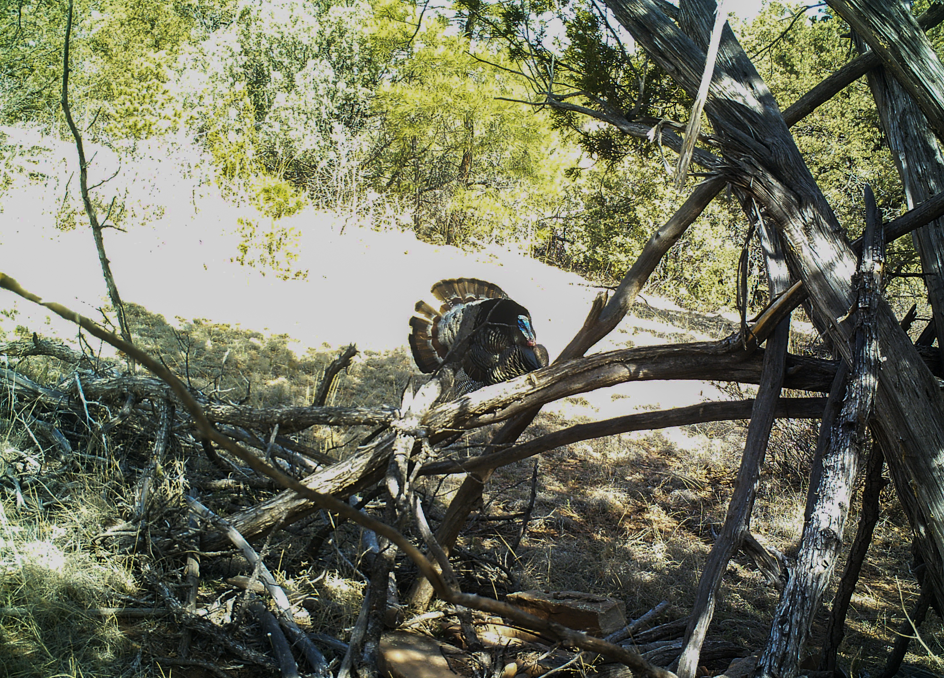 turkey on a ranch