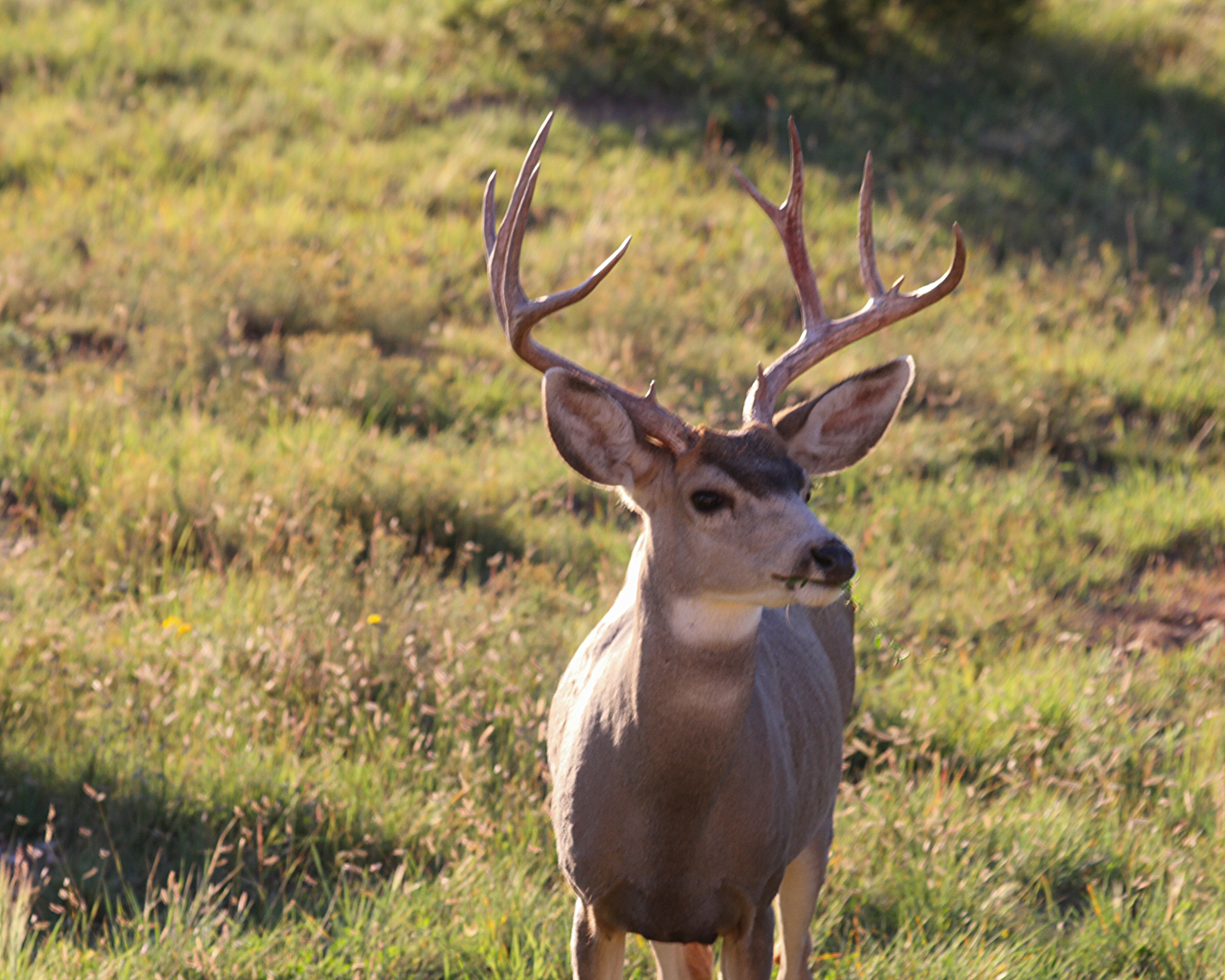 whitetail deer