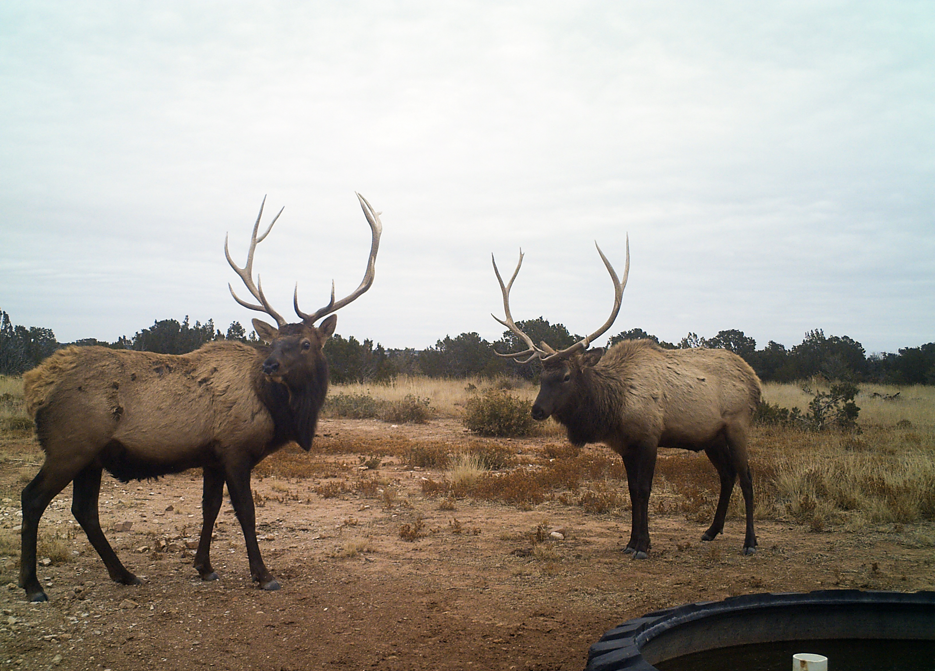 two elk