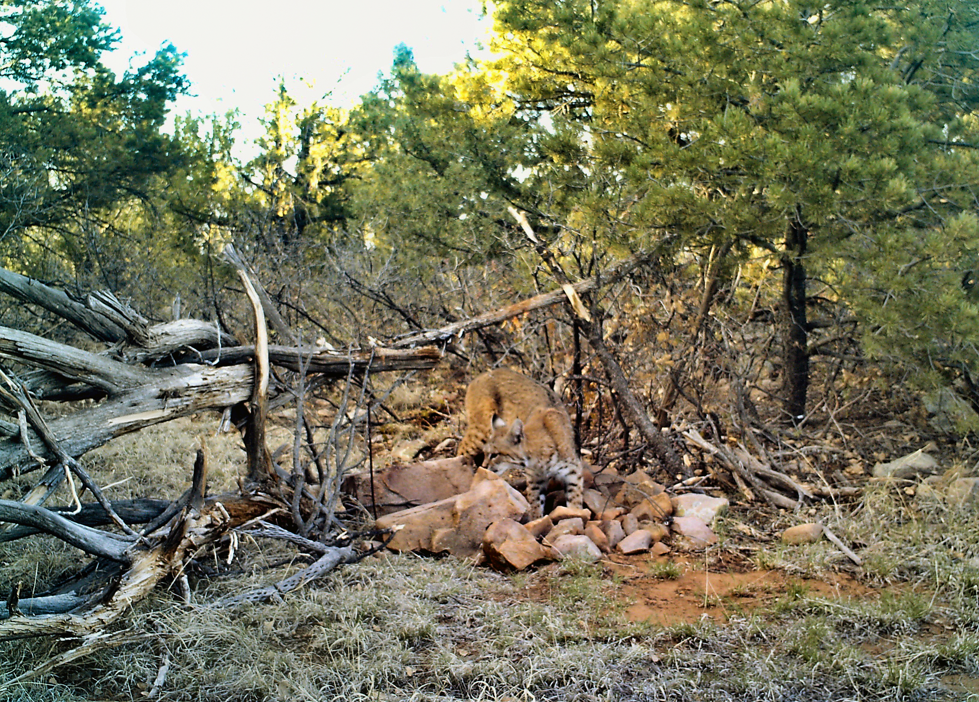 bobcat