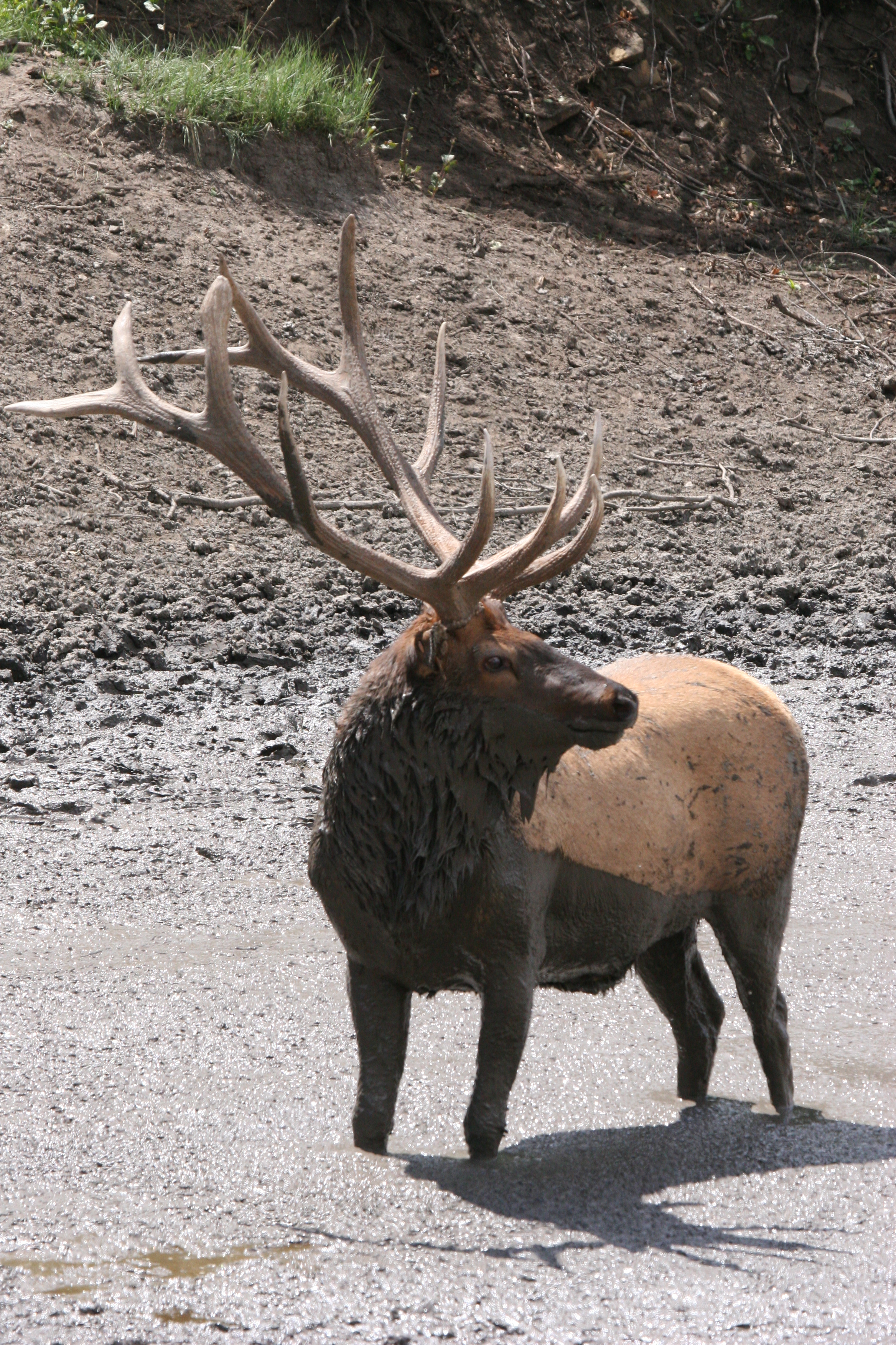 elk standing in mud