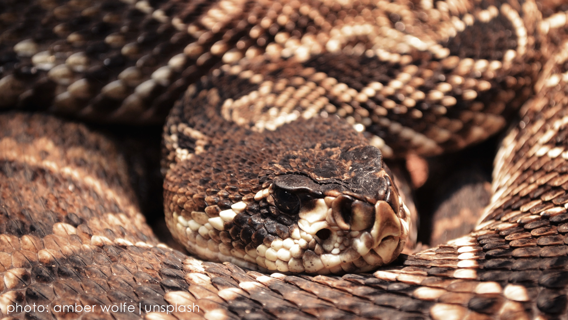 Rattlesnake