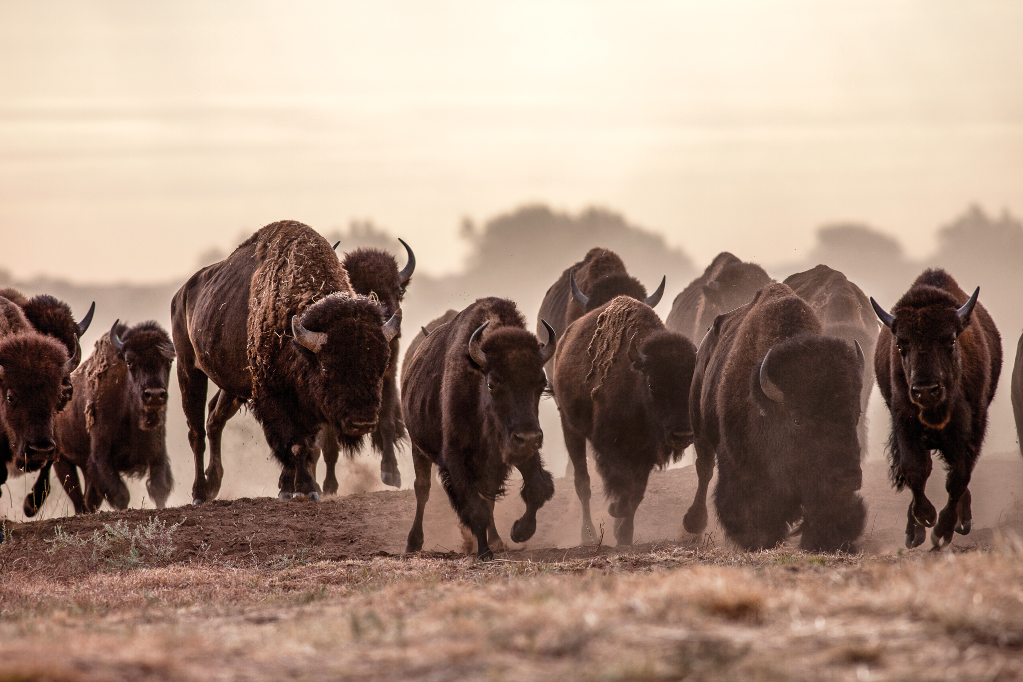 buffalo on the run