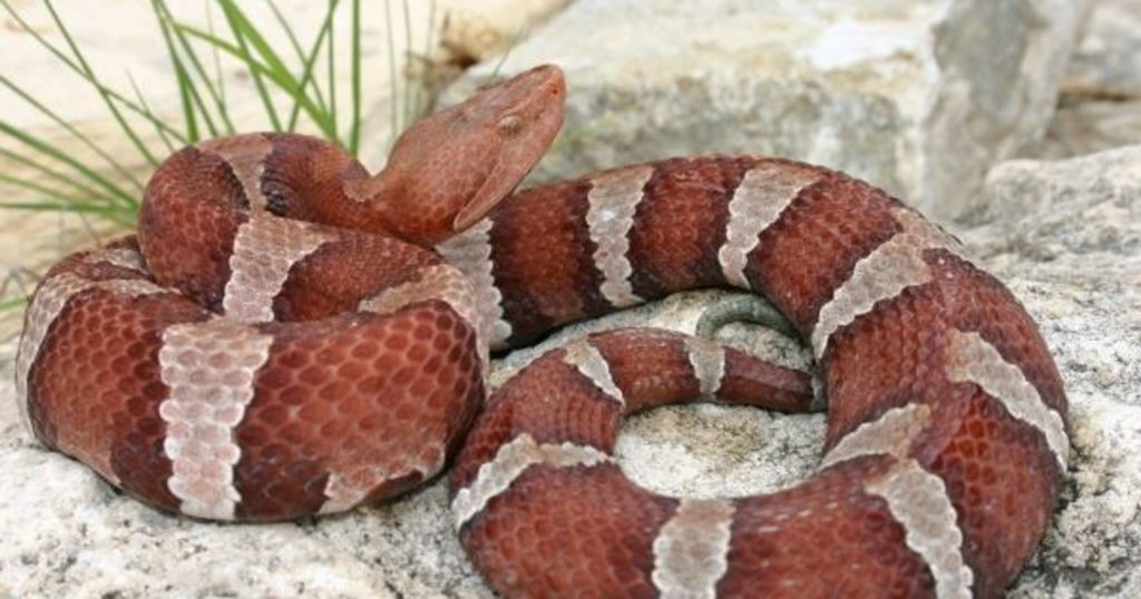 copperhead