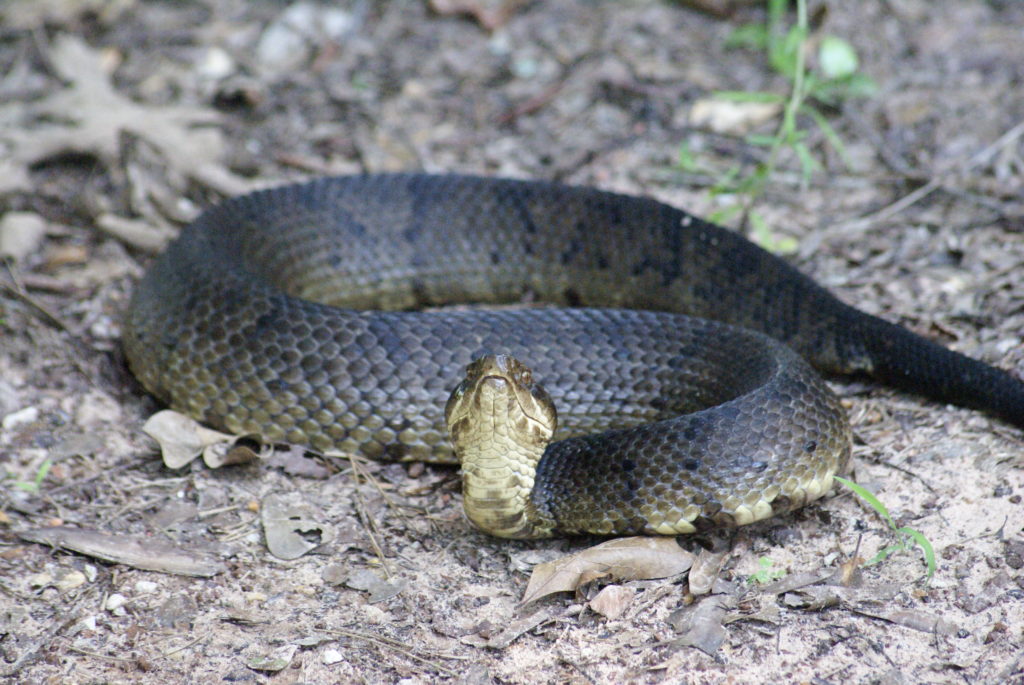 cottonmouth