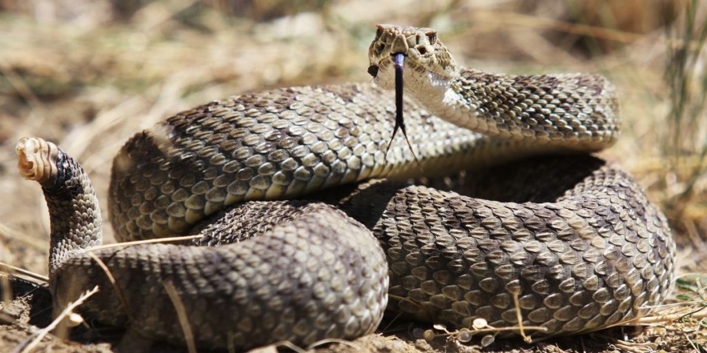 Do snakes have ears? - Can snakes taste, smell, and hear?