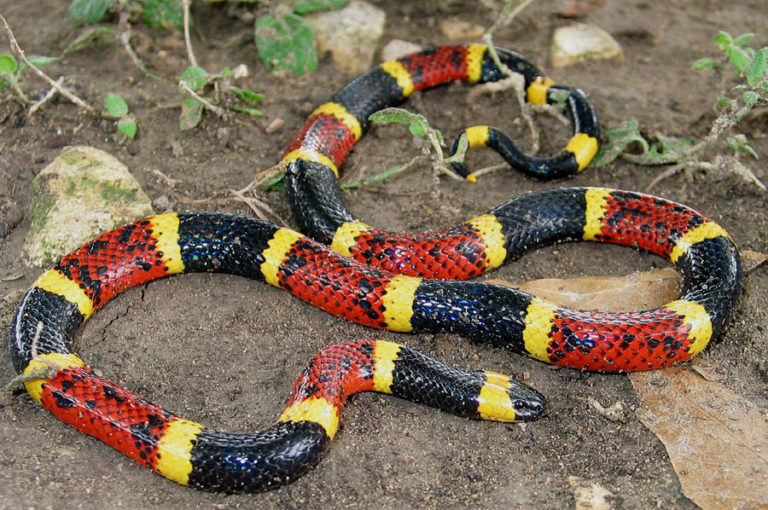 coral snake