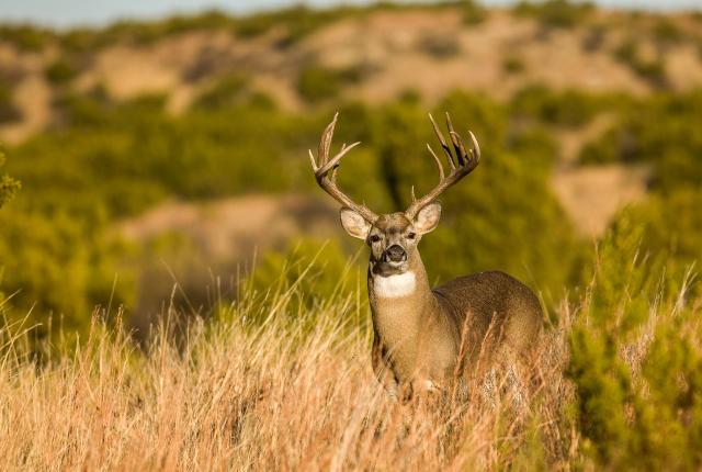 whitetail deer