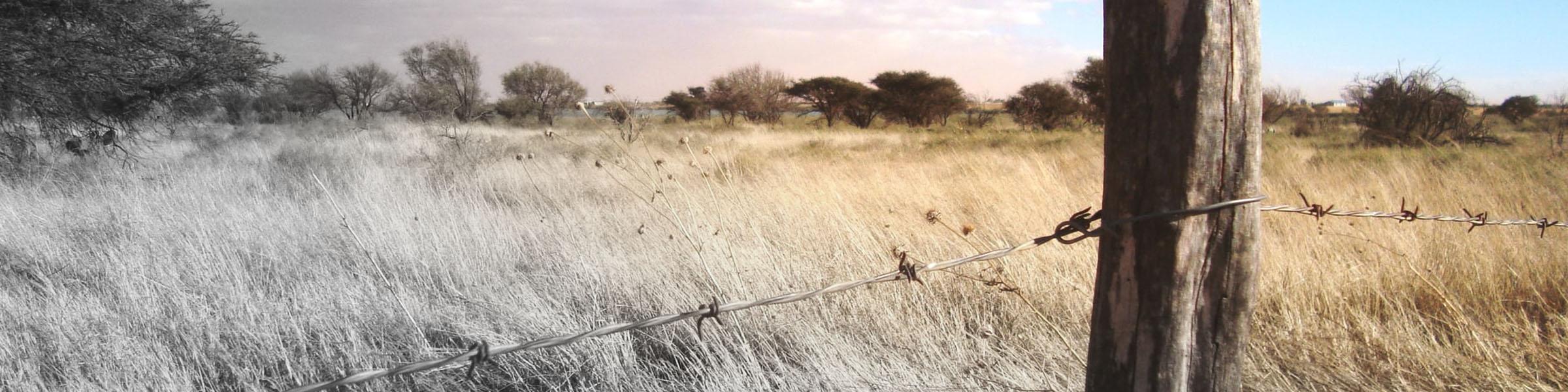 Barbed Wire Fence Close-up