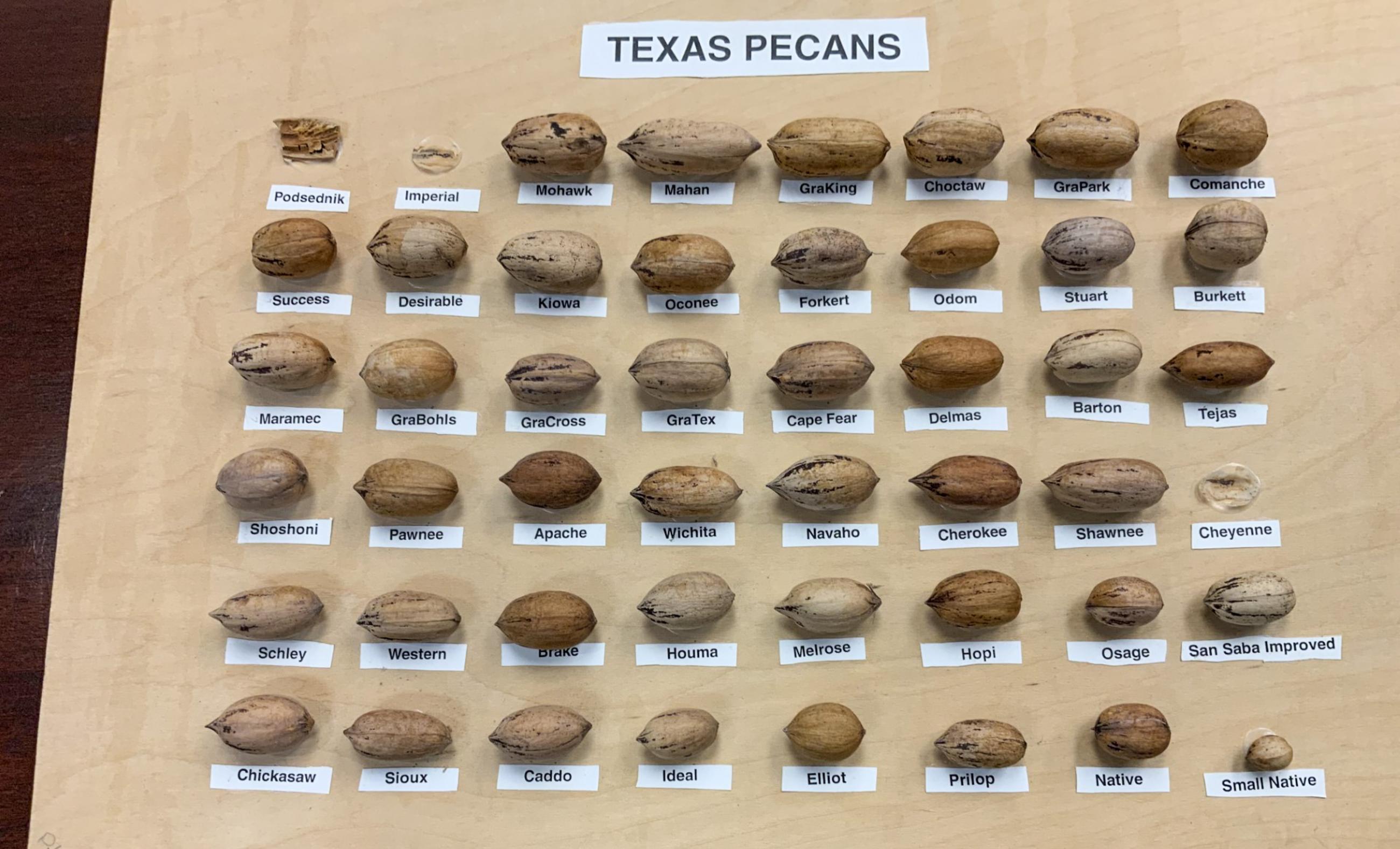 Big Valley Pecan Farm property photograph 22