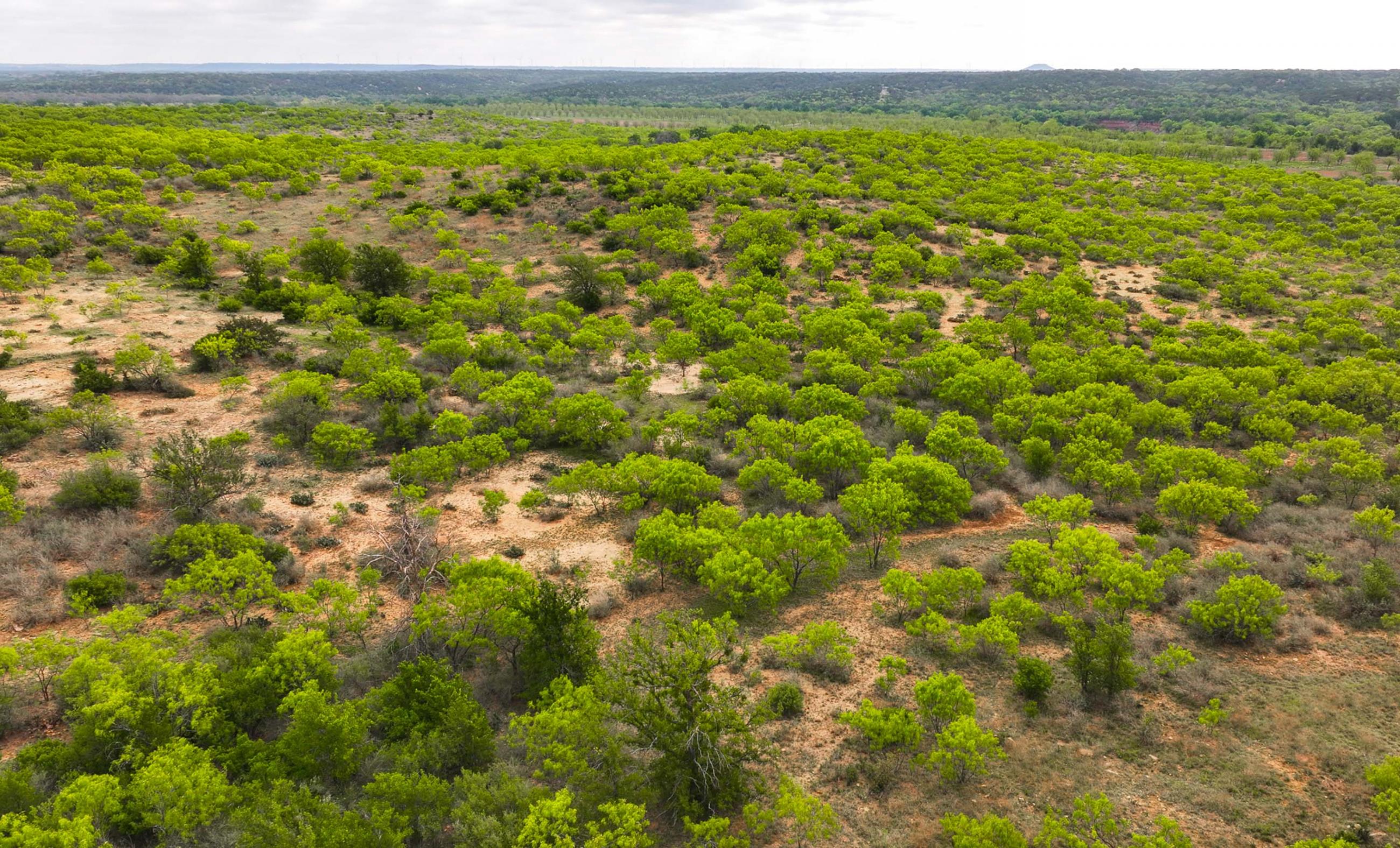 Big Valley Pecan Farm property photograph 41