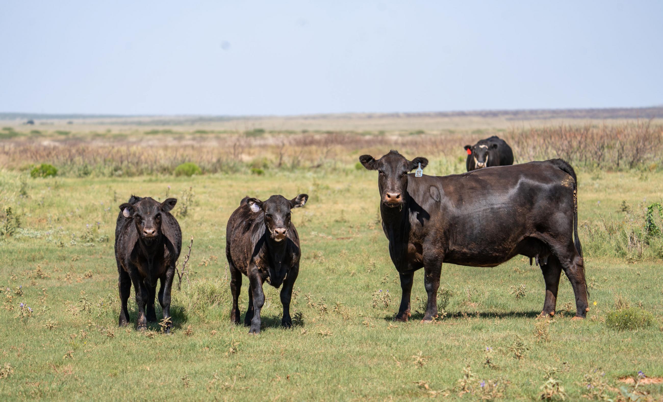 Good Family Ranch-Slash T Cattle Co | Chas S. Middleton