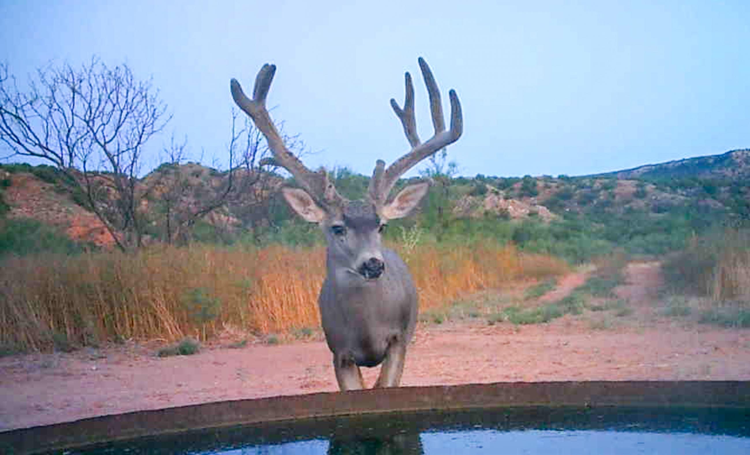 Diamond A Palo Duro Canyon Ranch property photograph 61