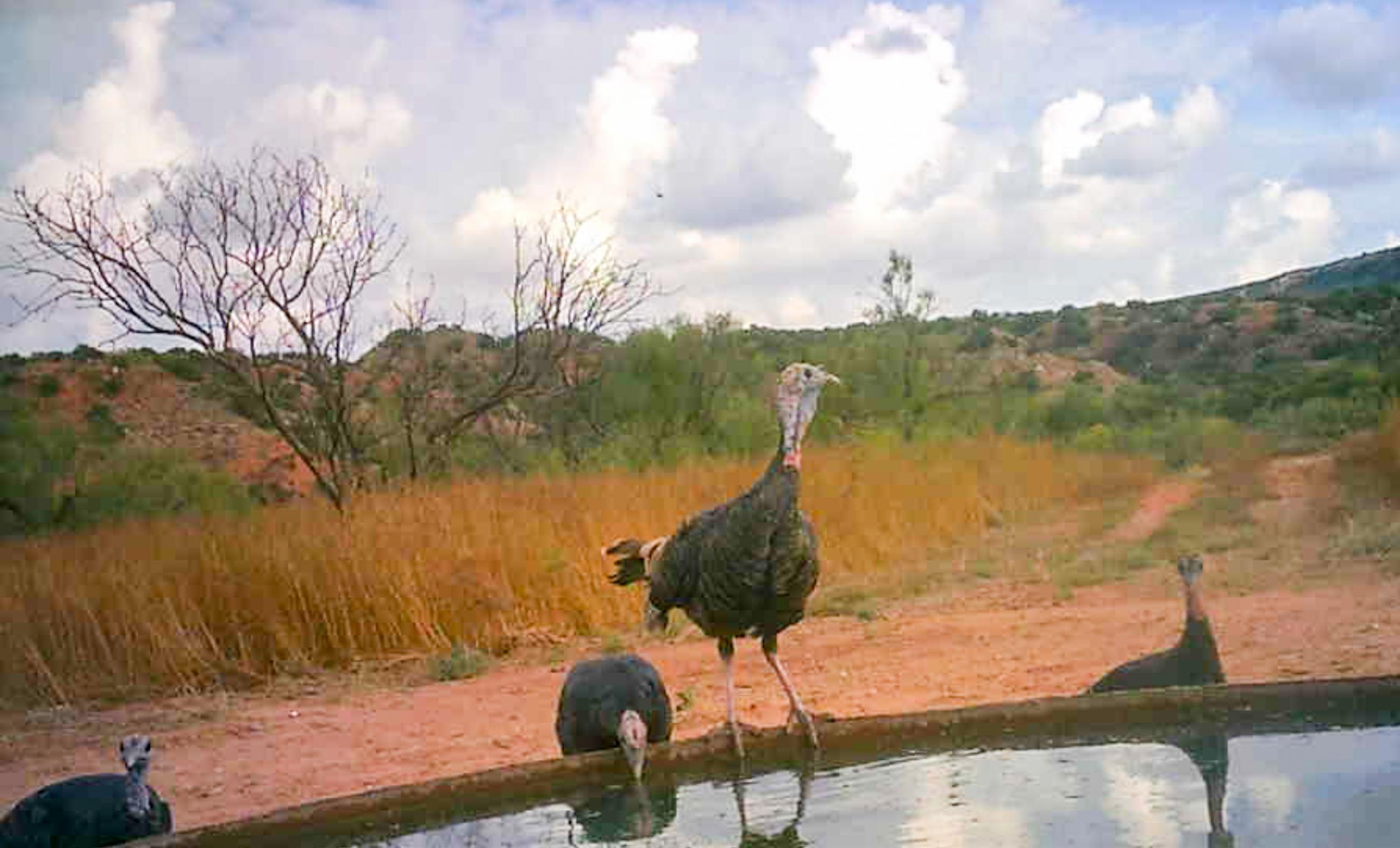 Diamond A Palo Duro Canyon Ranch property photograph 66
