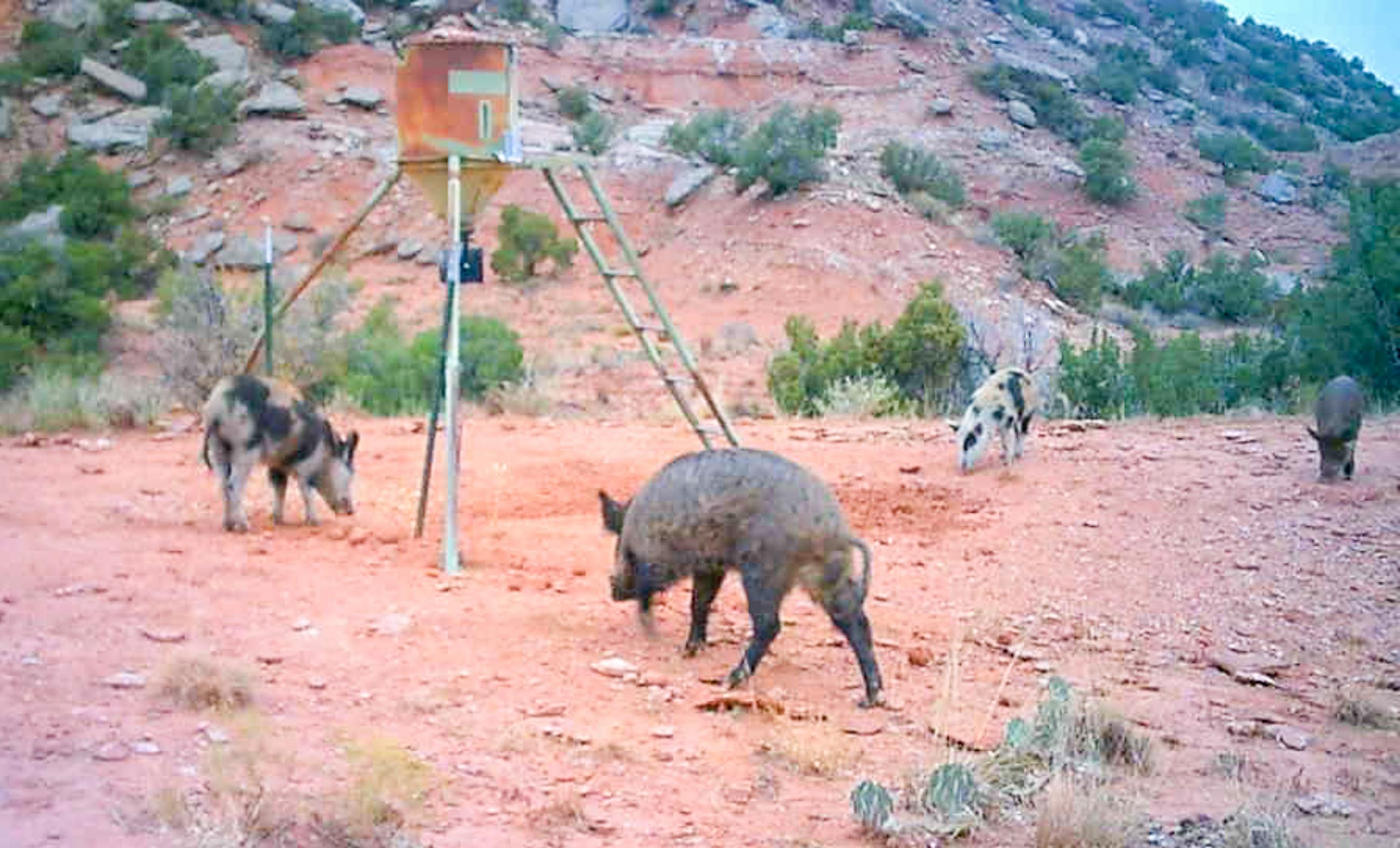 Diamond A Palo Duro Canyon Ranch property photograph 58