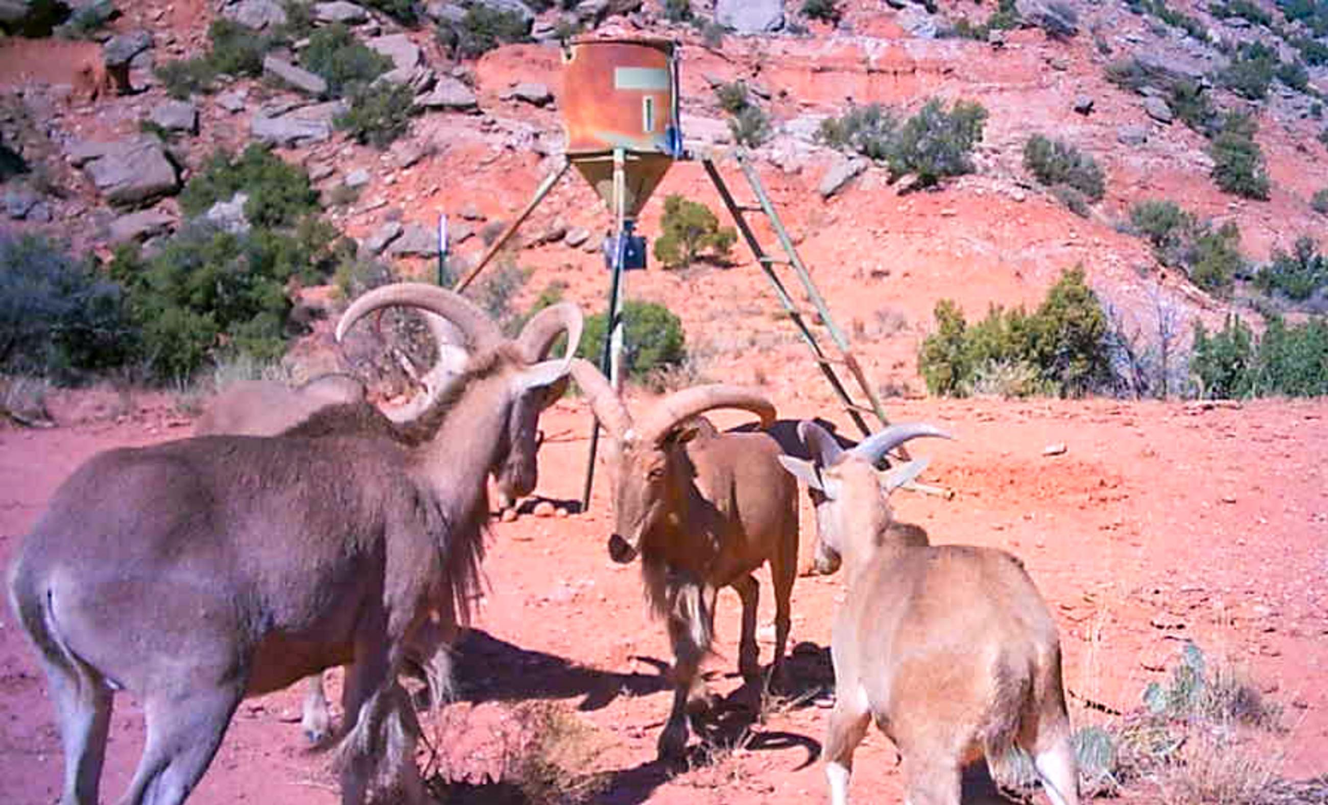 Diamond A Palo Duro Canyon Ranch property photograph 57