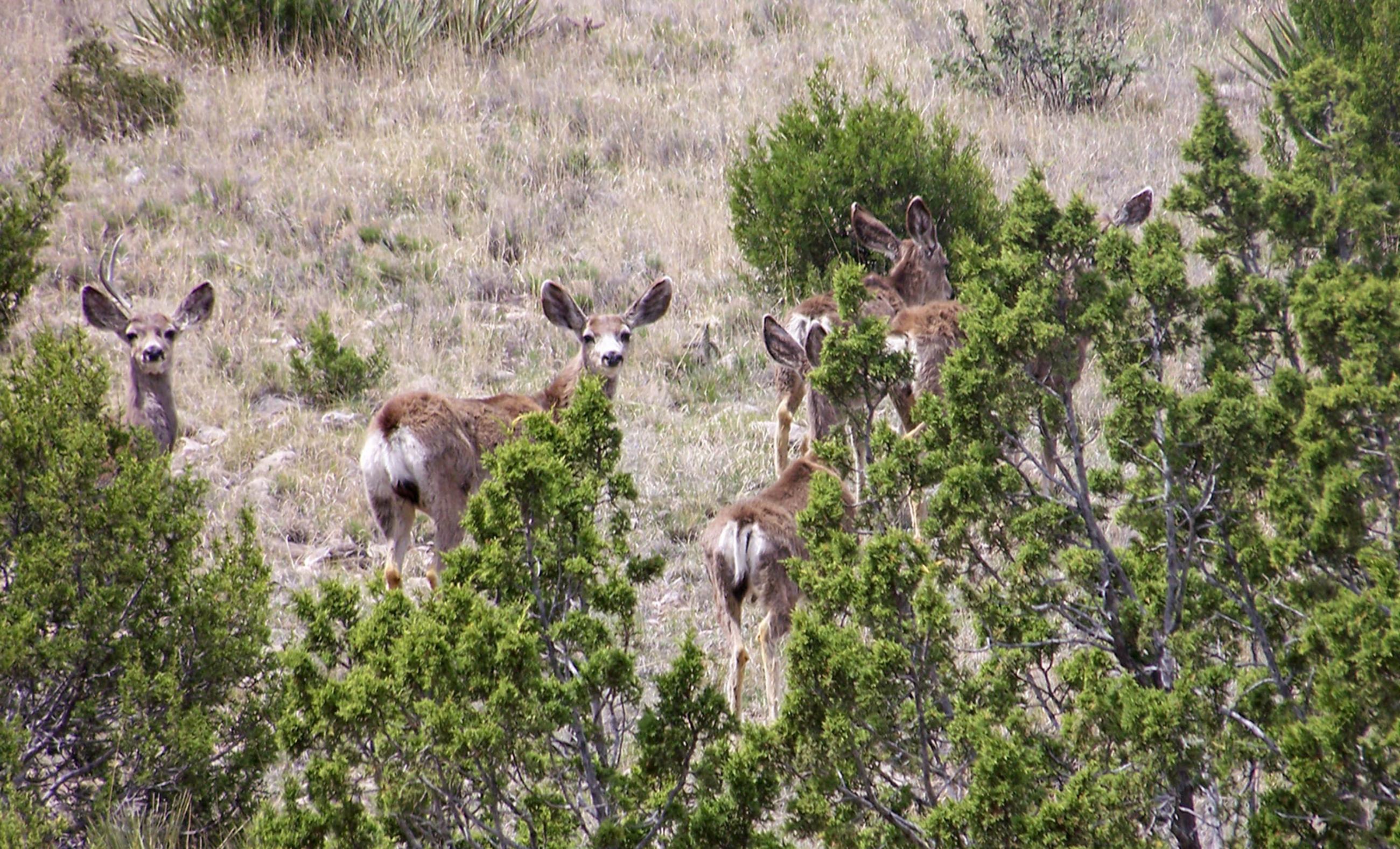 Diamond A Palo Duro Canyon Ranch property photograph 49