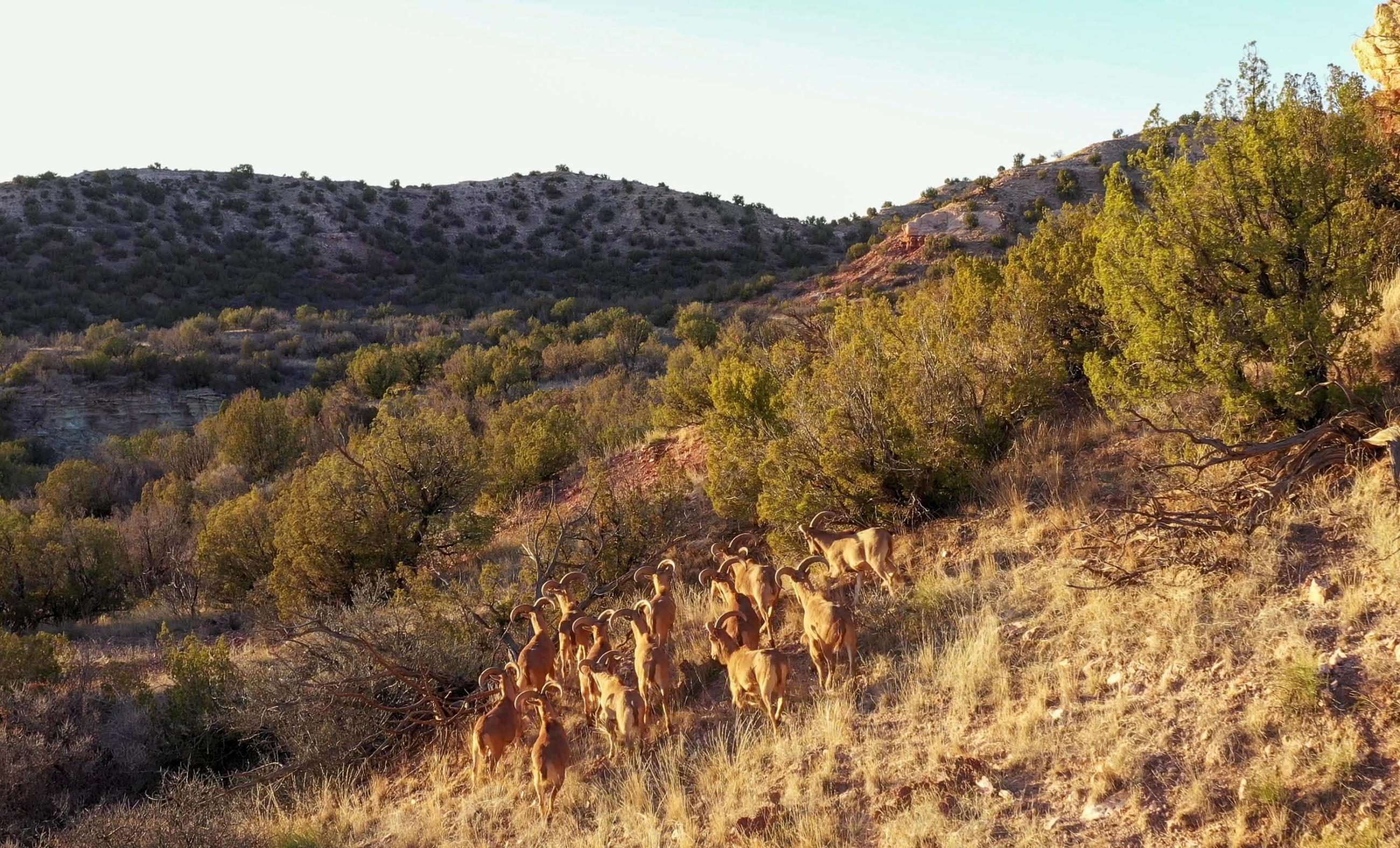 Diamond A Palo Duro Canyon Ranch property photograph 50