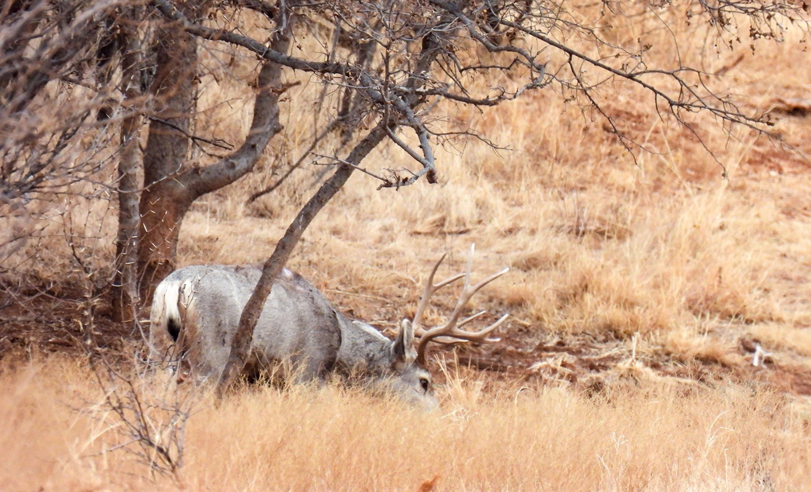 Diamond A Palo Duro Canyon Ranch property photograph 54