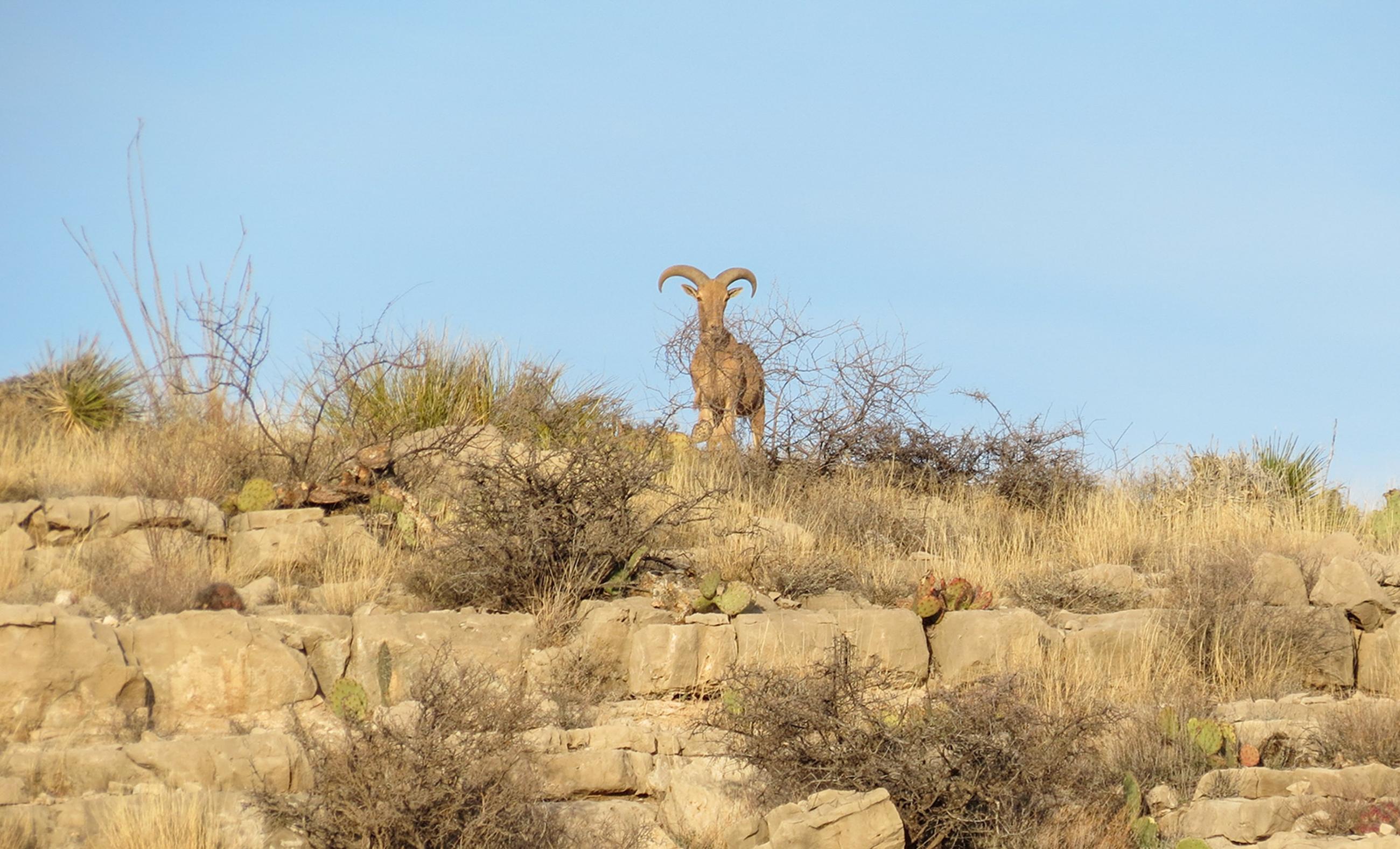 Diamond A Palo Duro Canyon Ranch property photograph 53
