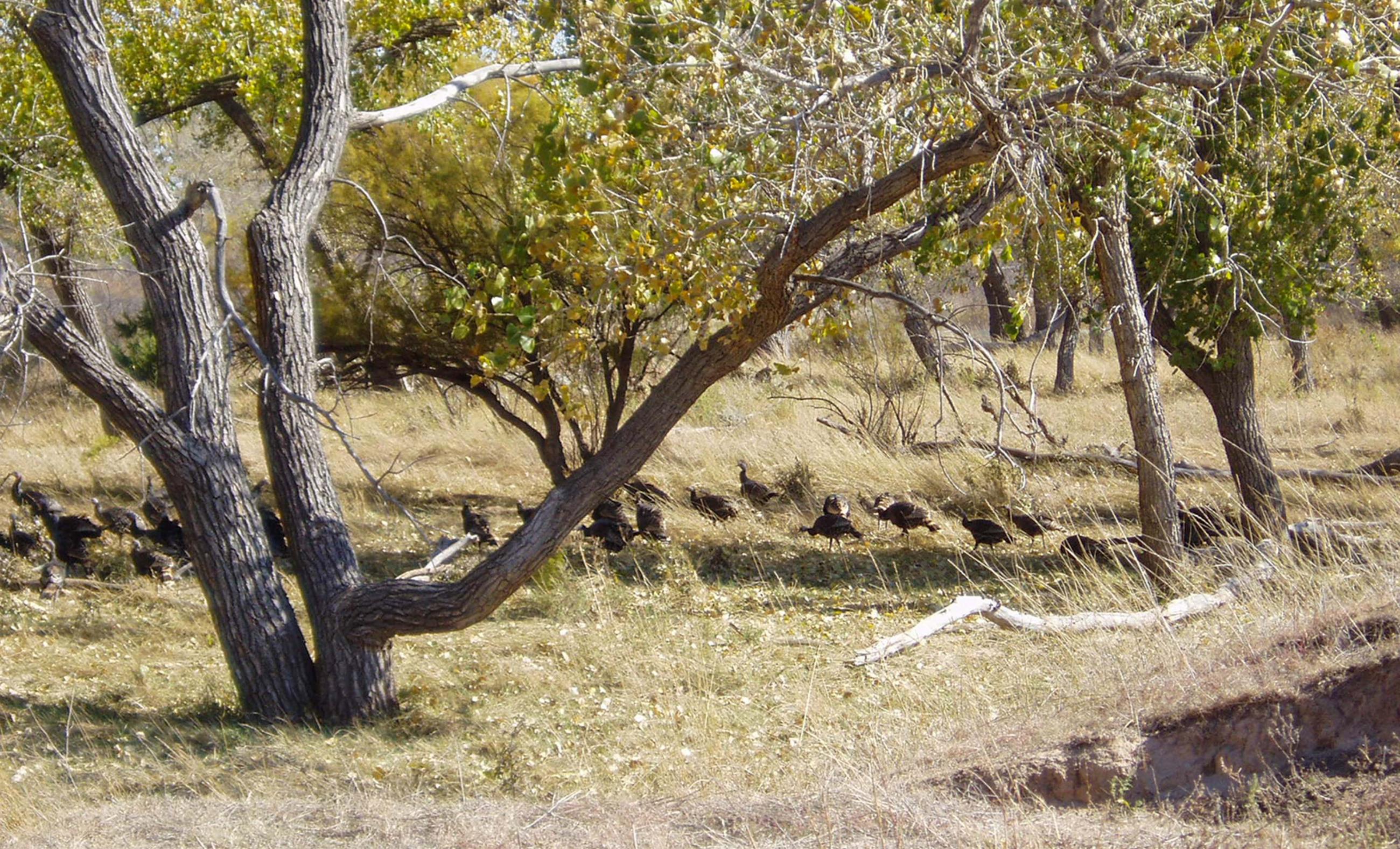 Diamond A Palo Duro Canyon Ranch property photograph 52