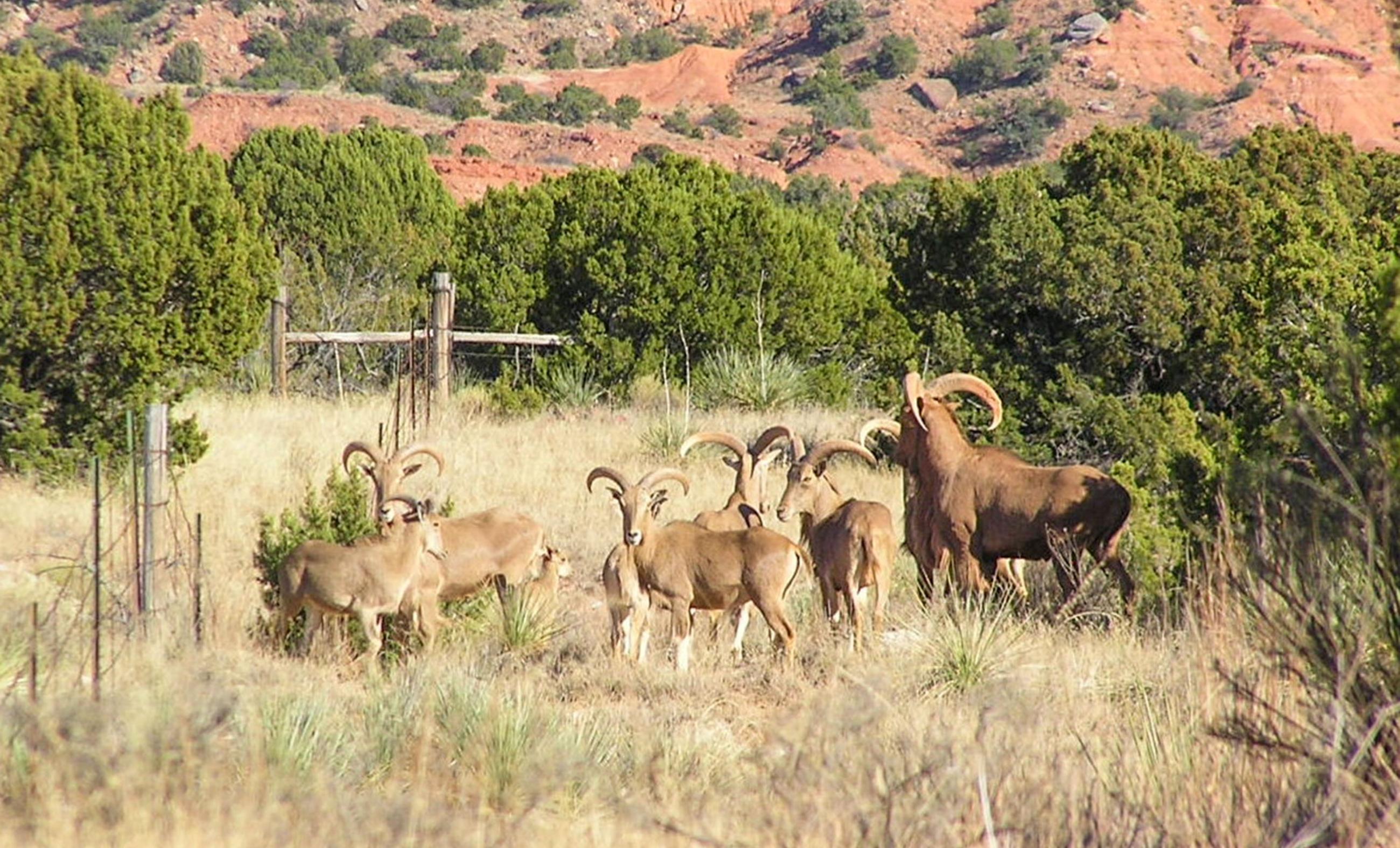 Diamond A Palo Duro Canyon Ranch property photograph 55