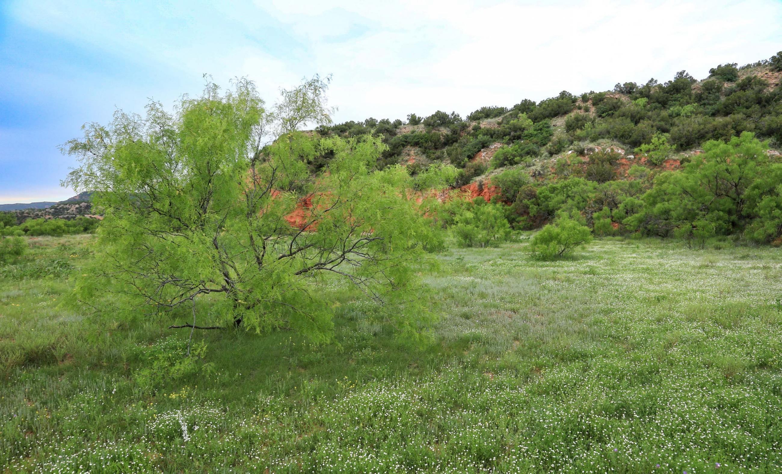 Diamond A Palo Duro Canyon Ranch property photograph 78