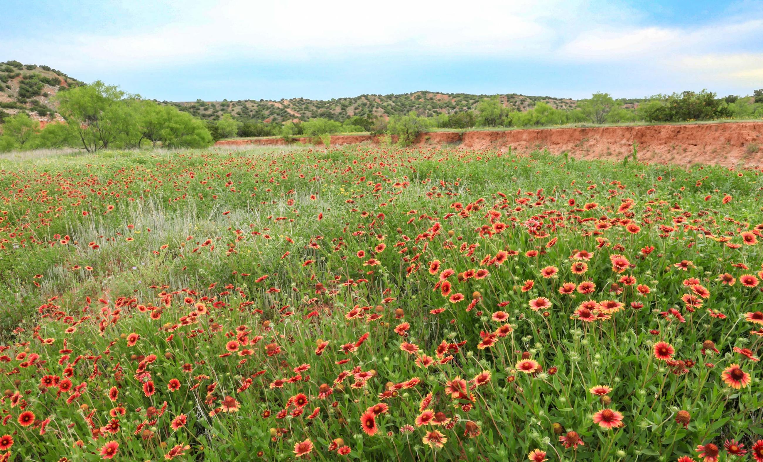 Diamond A Palo Duro Canyon Ranch property photograph 35