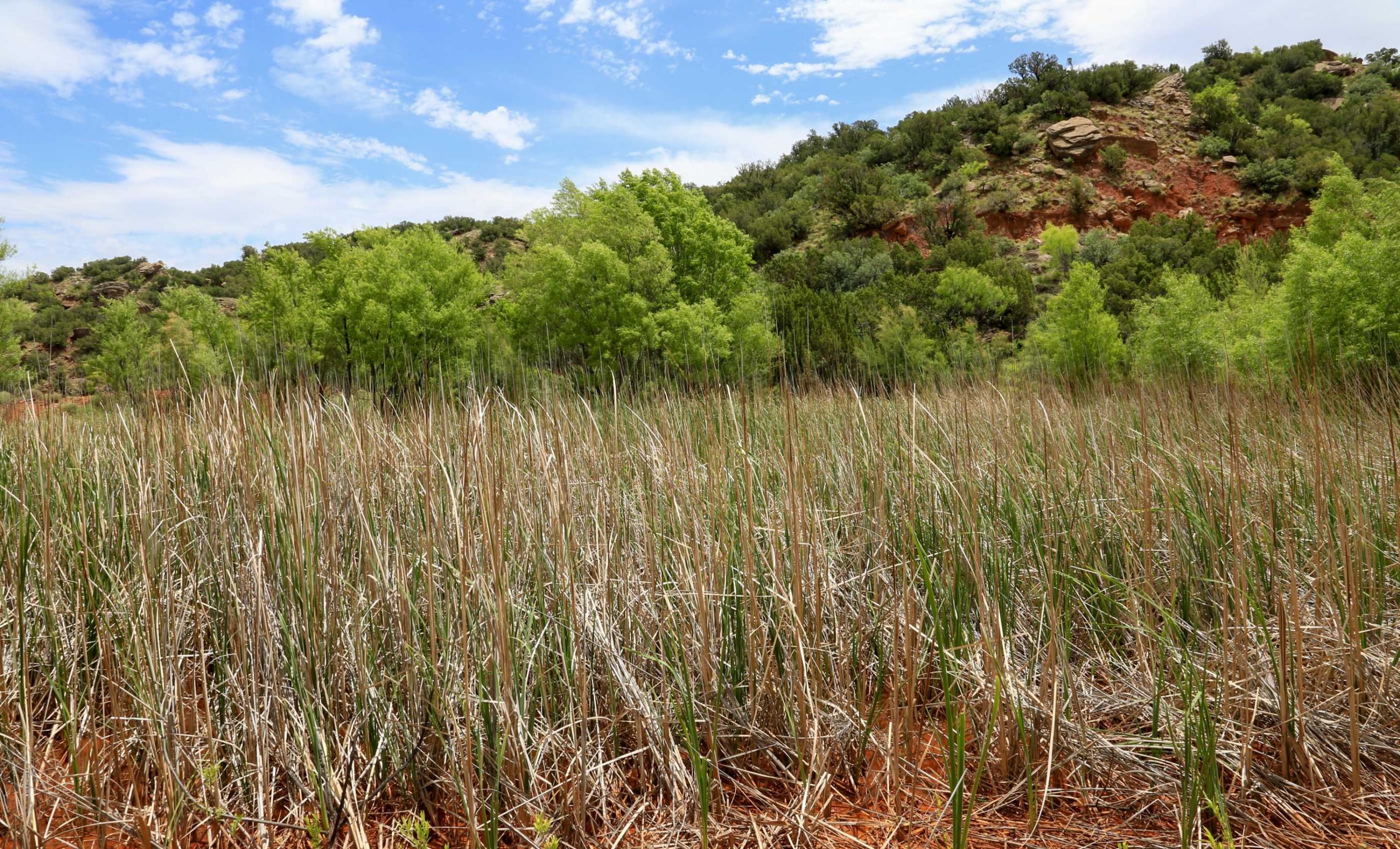 Diamond A Palo Duro Canyon Ranch property photograph 36
