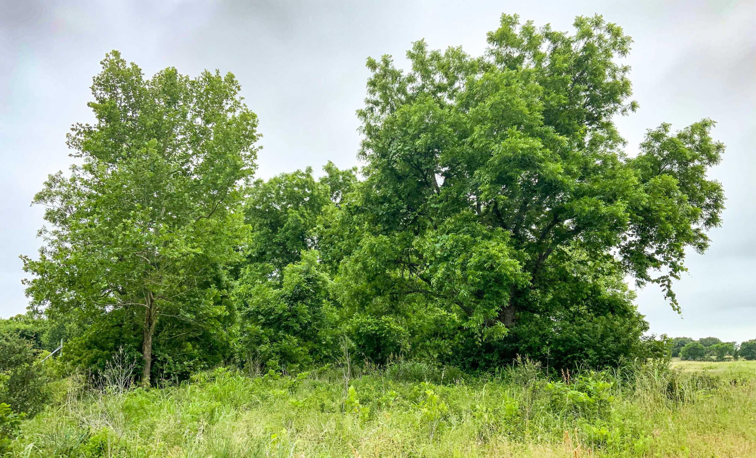 Twin Oaks Ranch property photograph 11