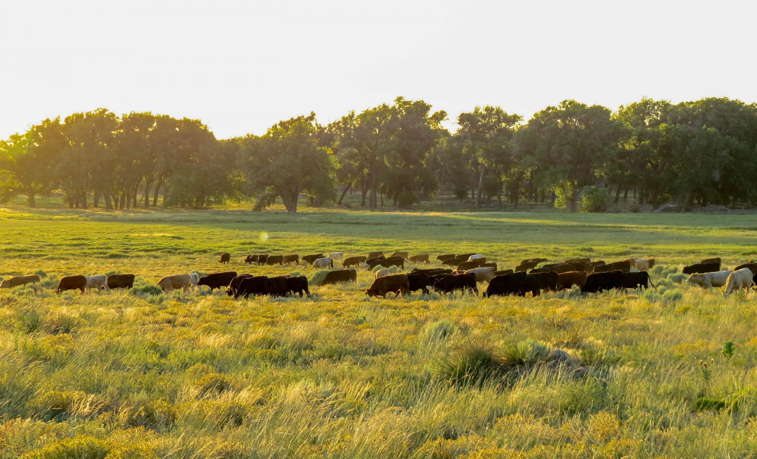 Freeman Family Ranches | Chas S. Middleton