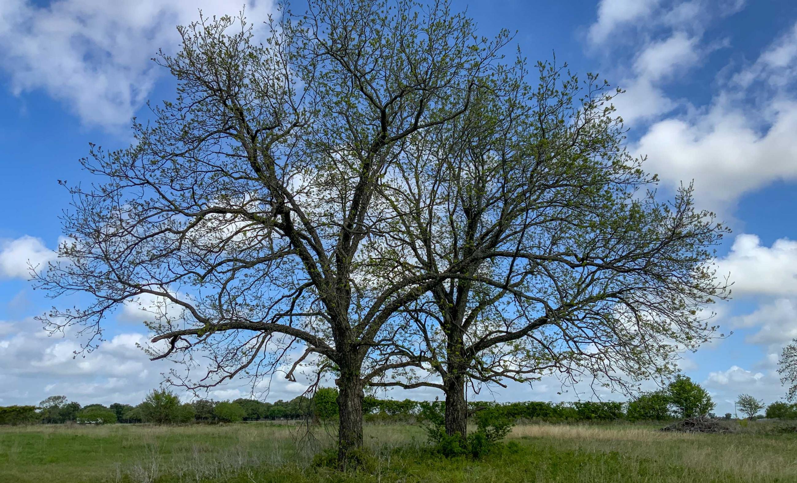 Twin Oaks Ranch property photograph 18