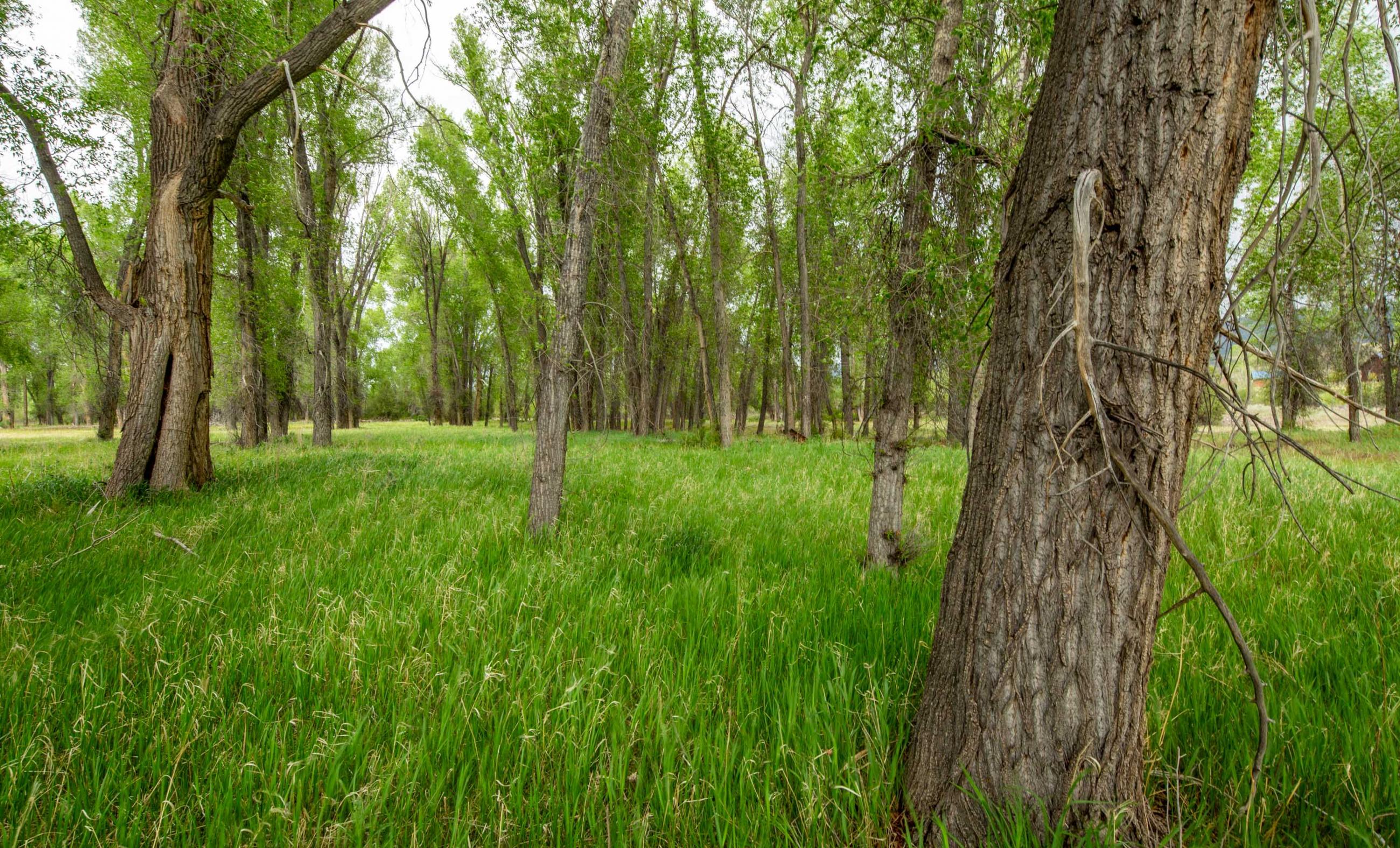 Unser Chama River Ranch  property photograph 39