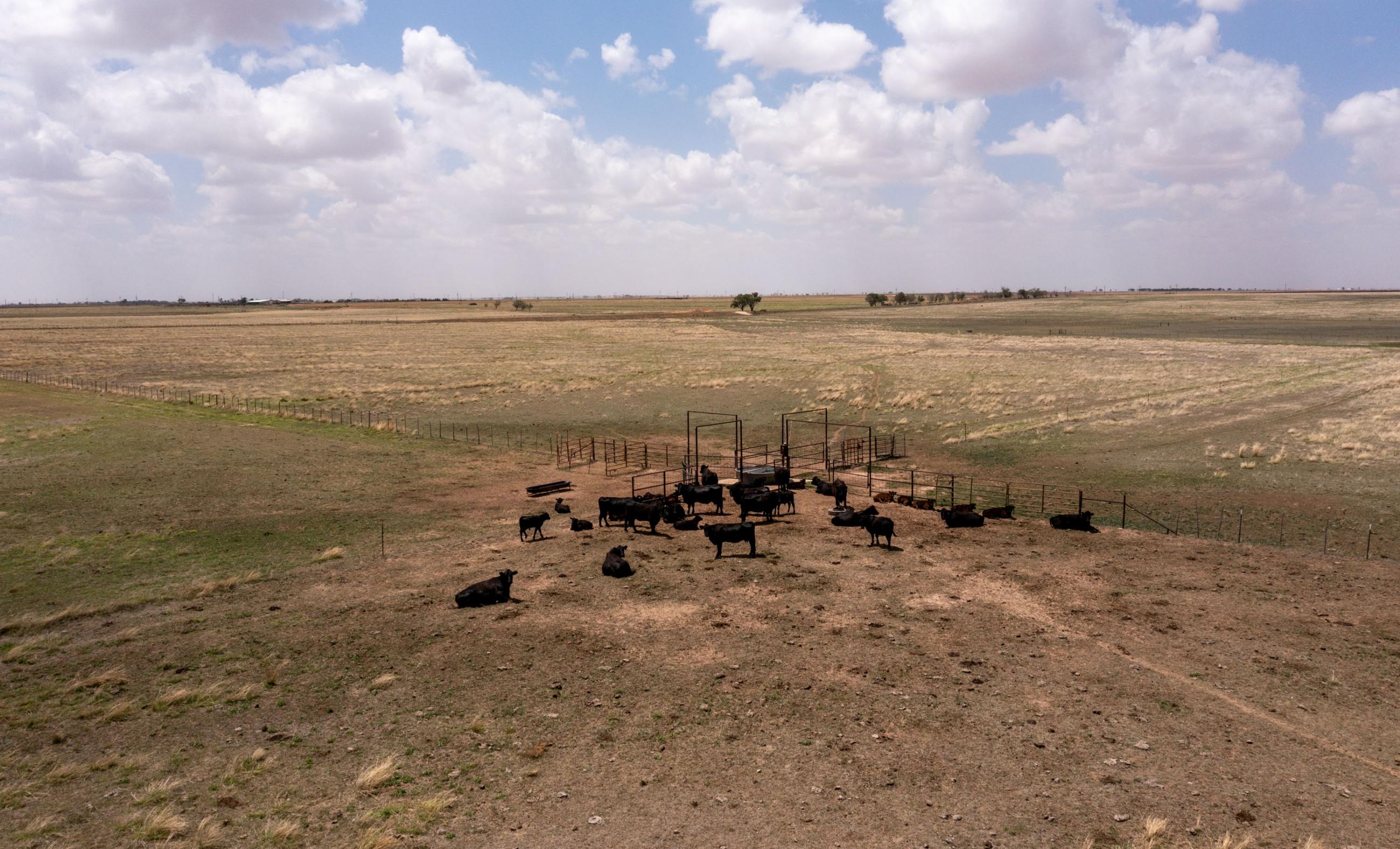 Lubbock County Cattle & Horse Ranch property photograph 35