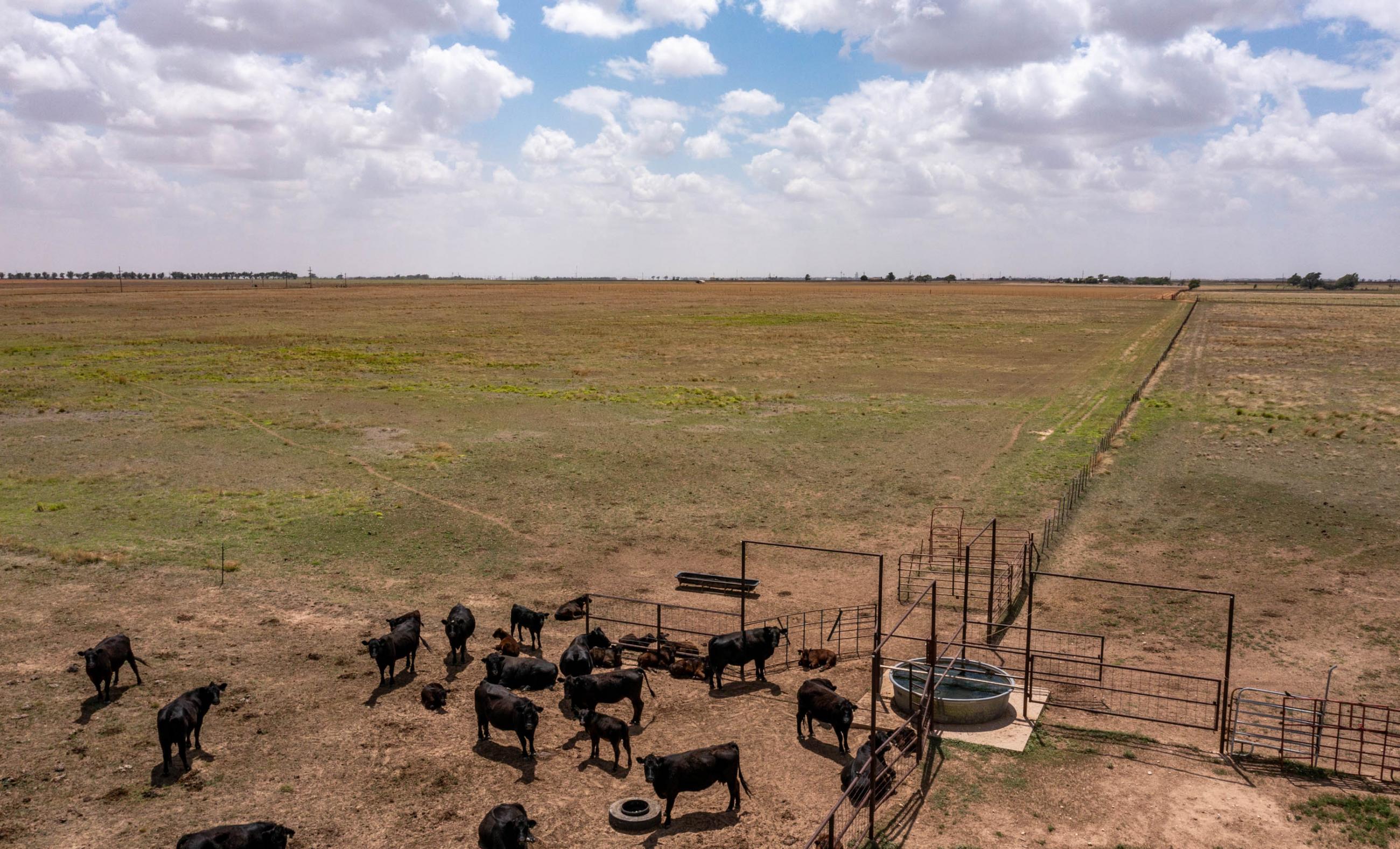 Lubbock County Cattle & Horse Ranch property photograph 4