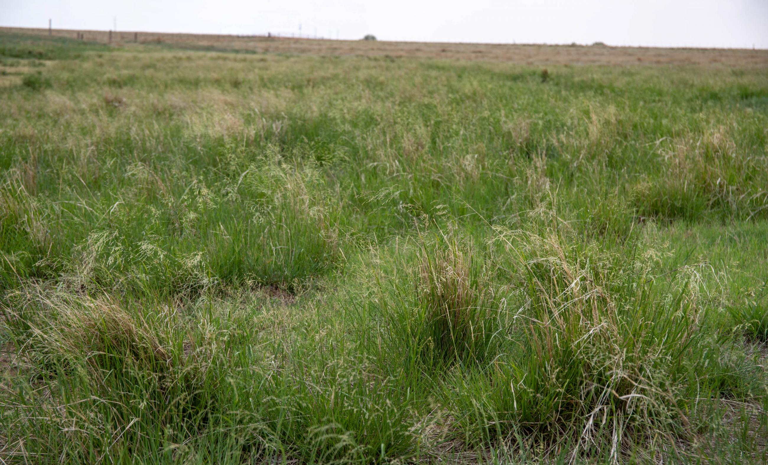 Lubbock County Cattle & Horse Ranch property photograph 9