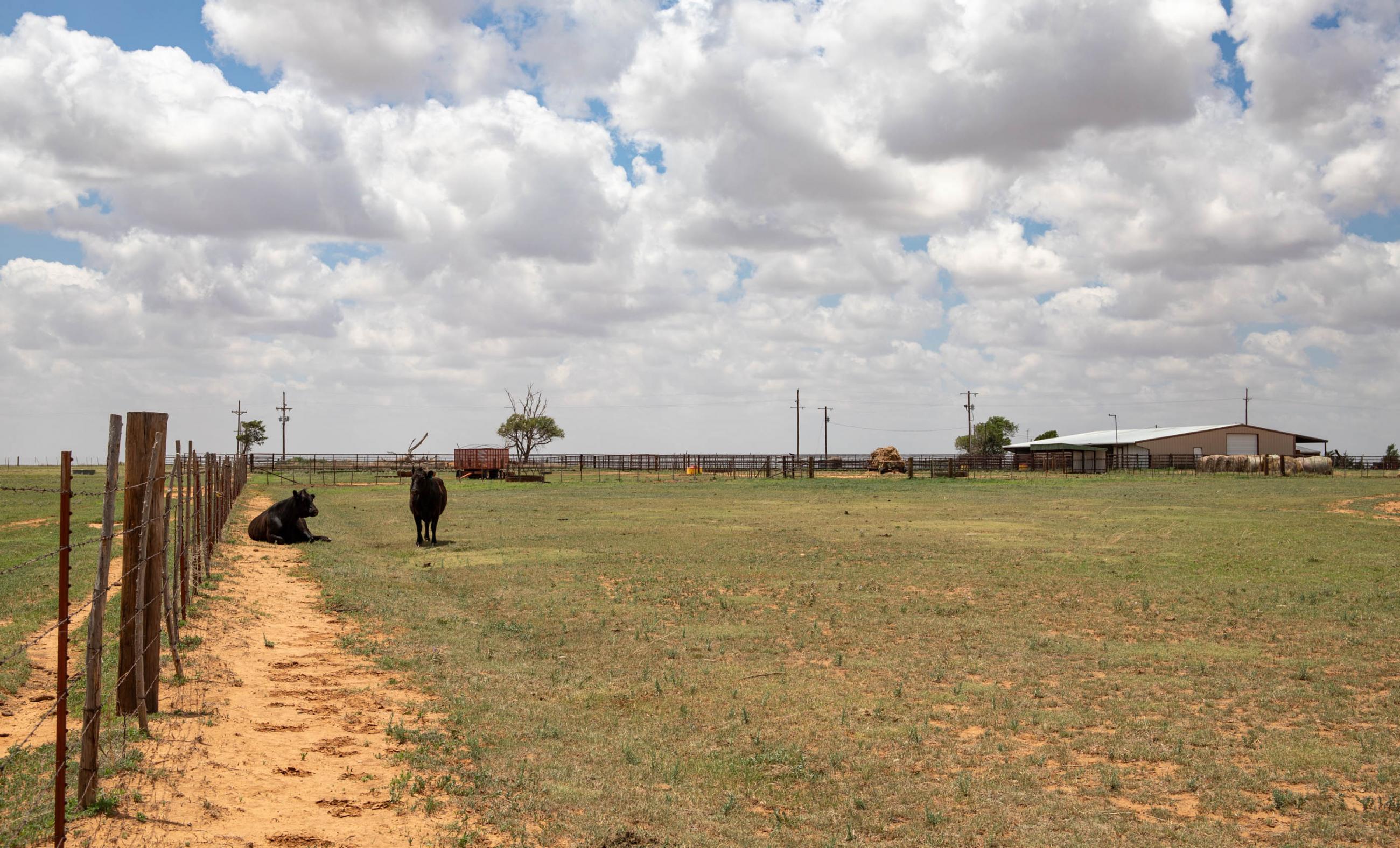 Lubbock County Cattle & Horse Ranch property photograph 14