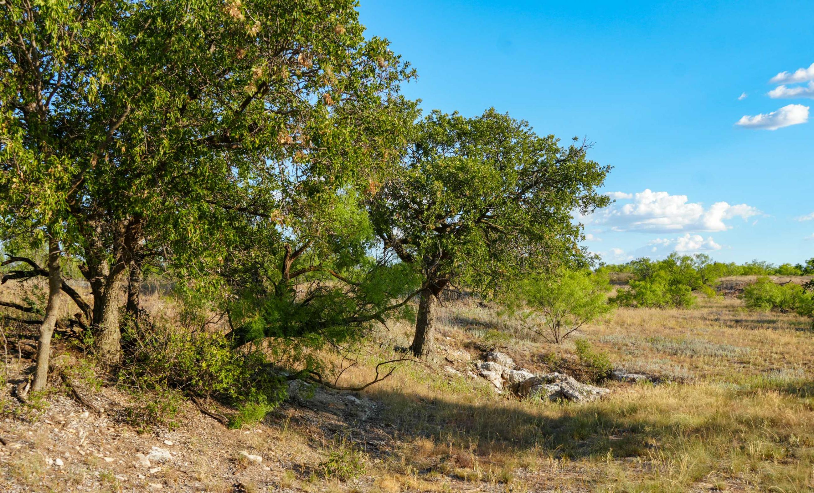 Cliff and Rachel Campbell Ranch property photograph 11