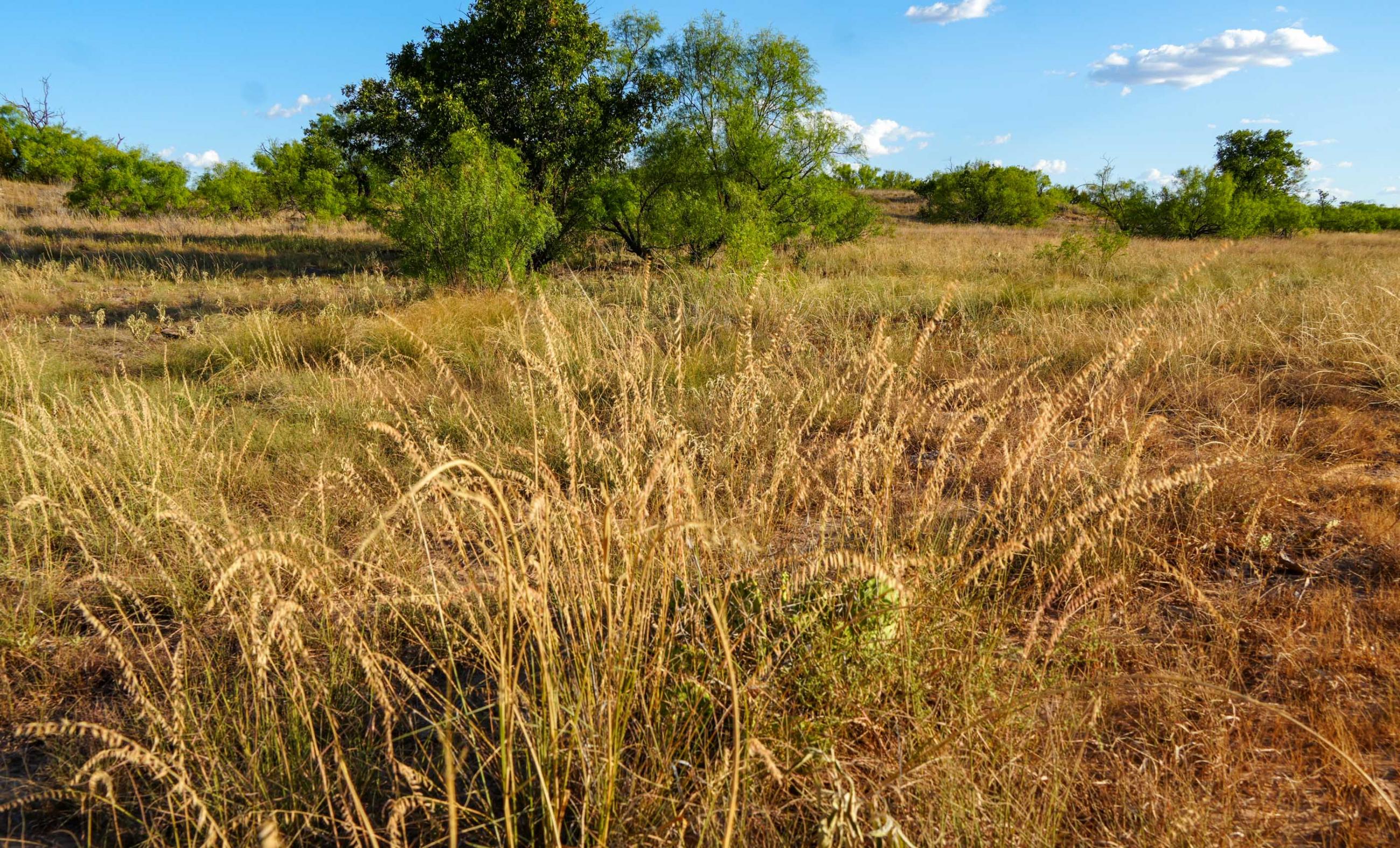 Cliff and Rachel Campbell Ranch property photograph 20
