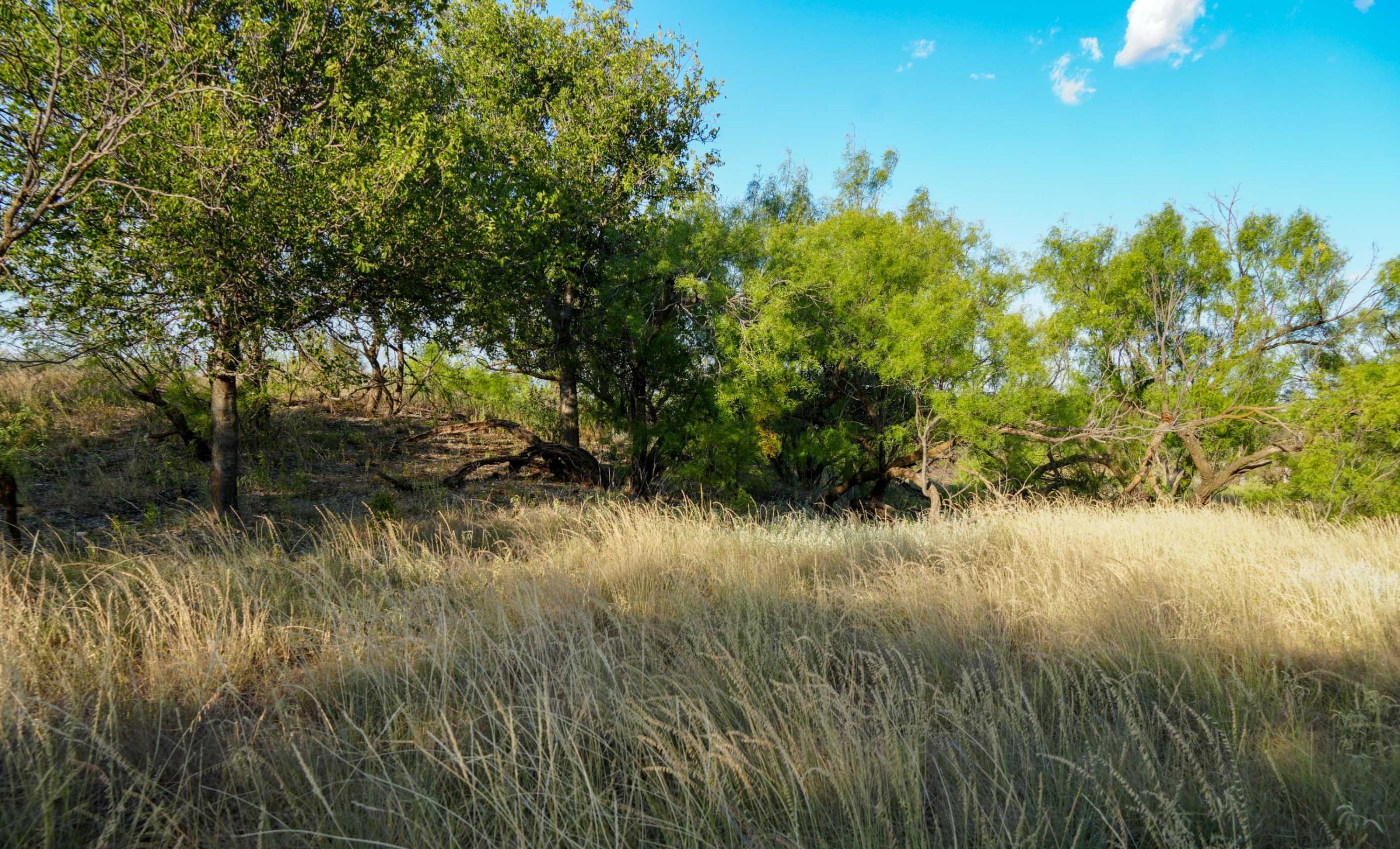 Cliff and Rachel Campbell Ranch property photograph 35