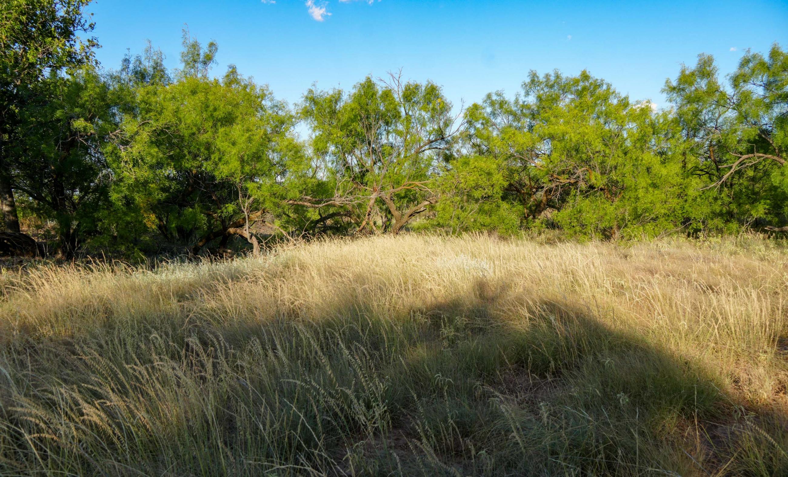 Cliff and Rachel Campbell Ranch property photograph 21