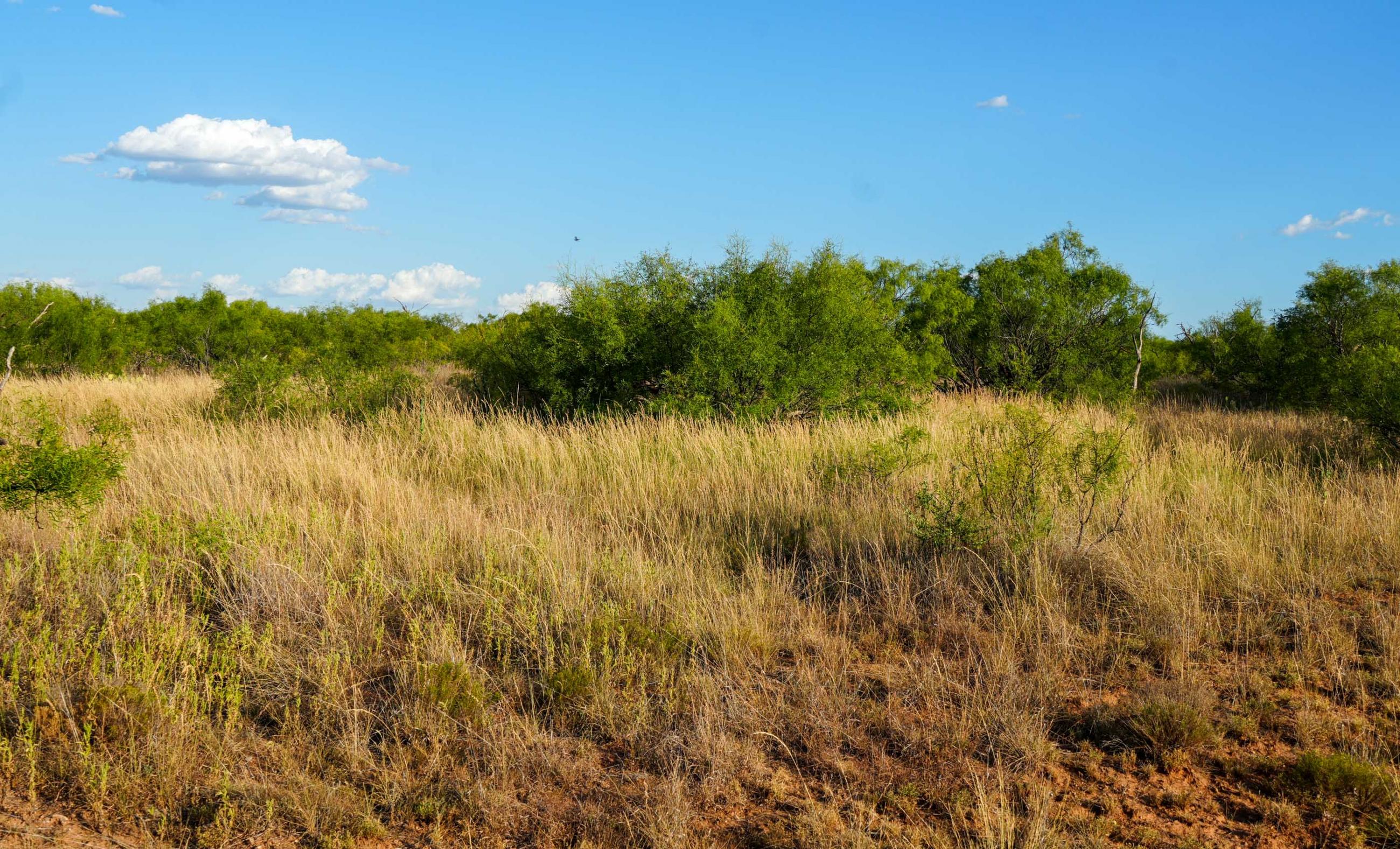 Cliff and Rachel Campbell Ranch property photograph 10