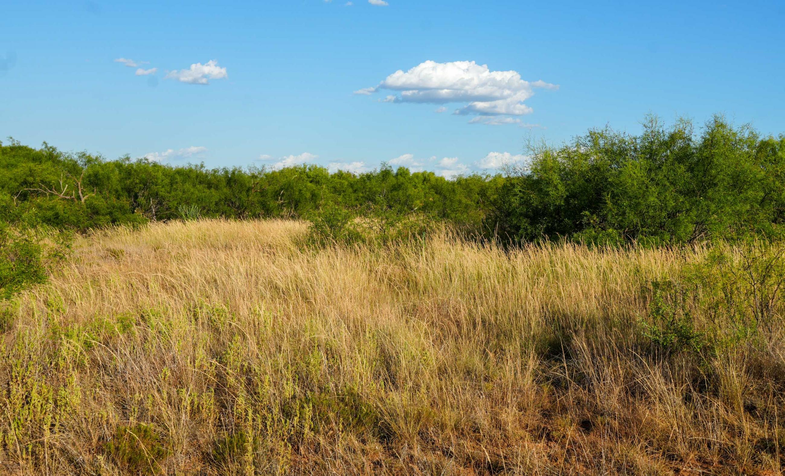 Cliff and Rachel Campbell Ranch property photograph 27