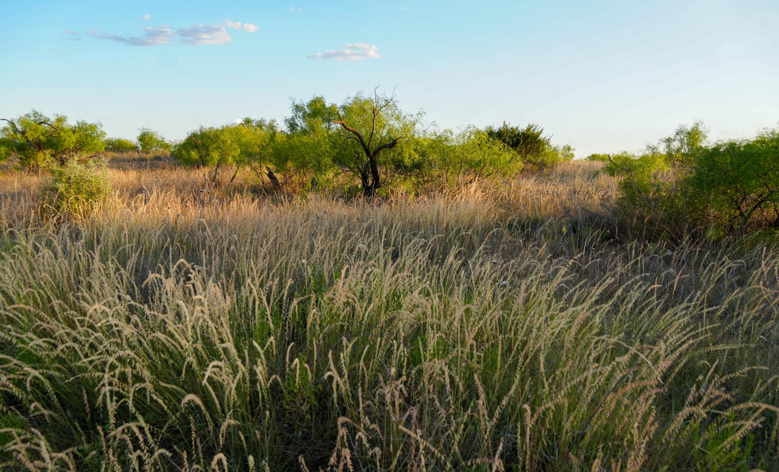 Cliff and Rachel Campbell Ranch property photograph 19