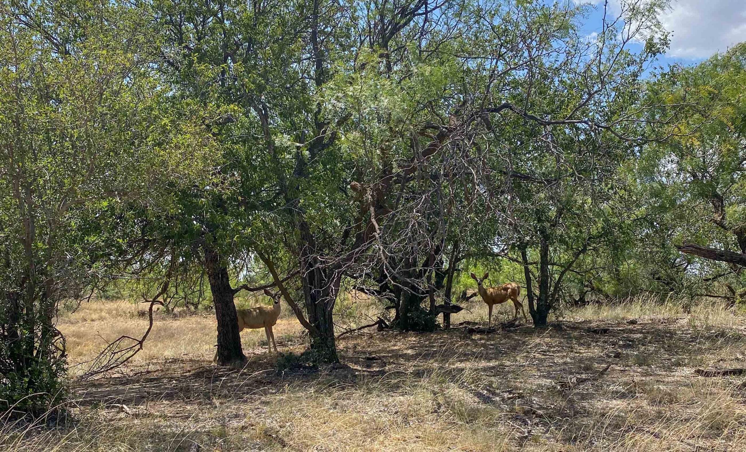 Cliff and Rachel Campbell Ranch property photograph 17